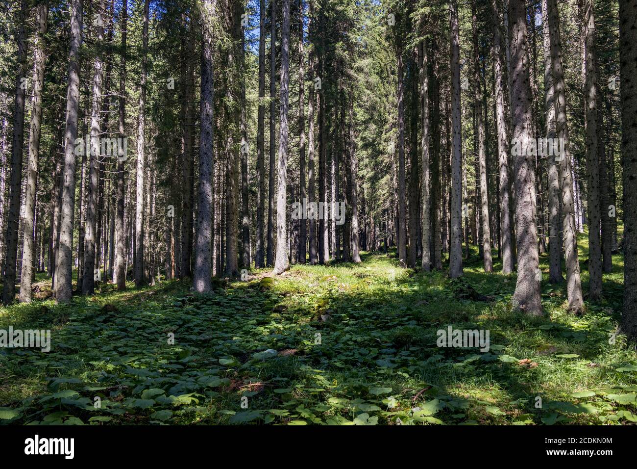 Blick auf den Wald im Naturpark Paneveggio Pale di San Martino in Tonadico, Trentino, Italien Stockfoto