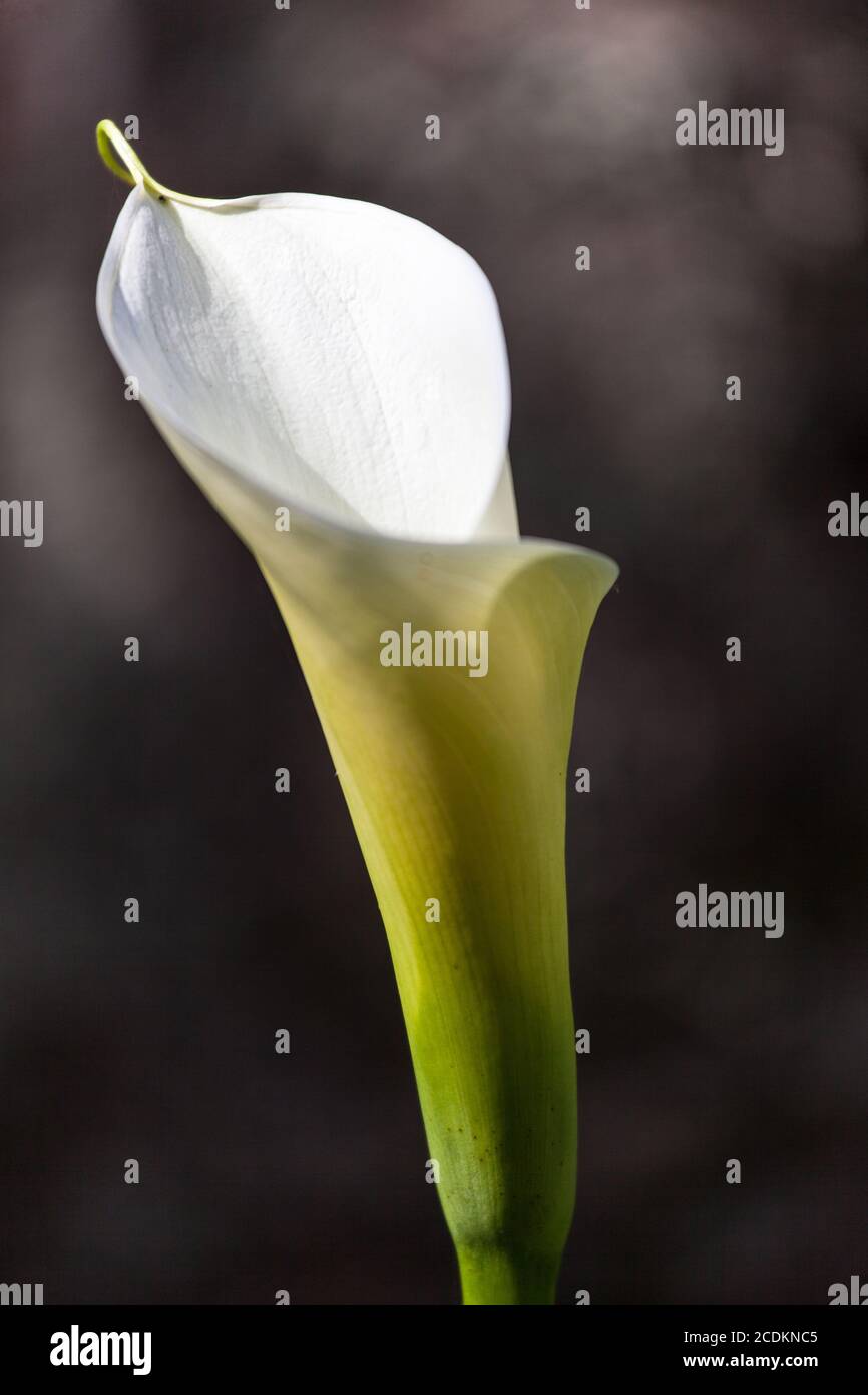 Calla Stockfoto