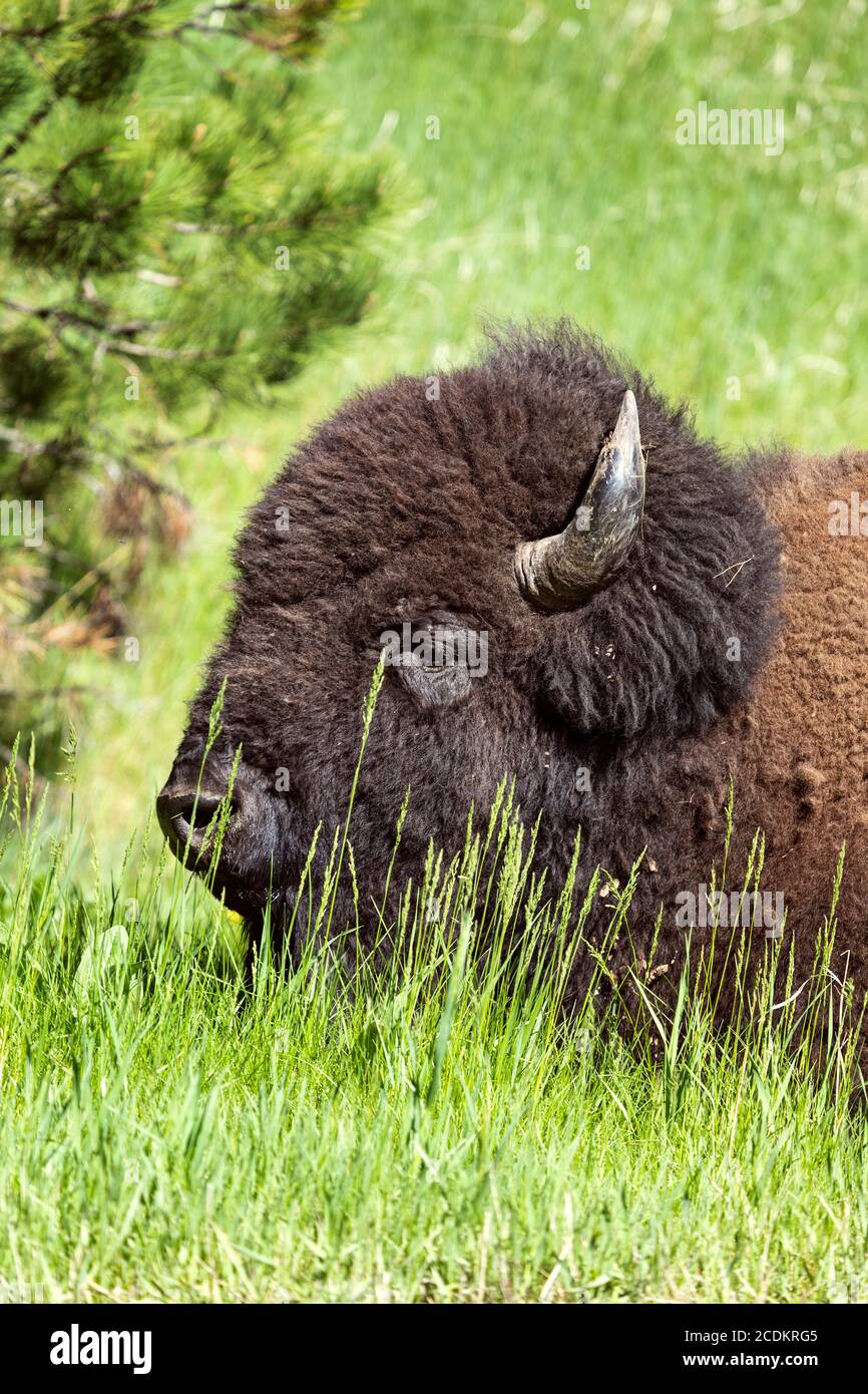 American Bison (Buffalo) grast im Gras im Custer State Park, South Dakota, USA Stockfoto