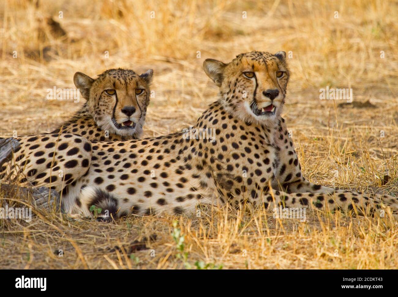 Zwei Cheetah Brothers ruhen sich aus und blicken nach vorne, während sie auf der trockenen Afrikanischen Ebene im Hwange National Park, Simbabwe, liegen Stockfoto