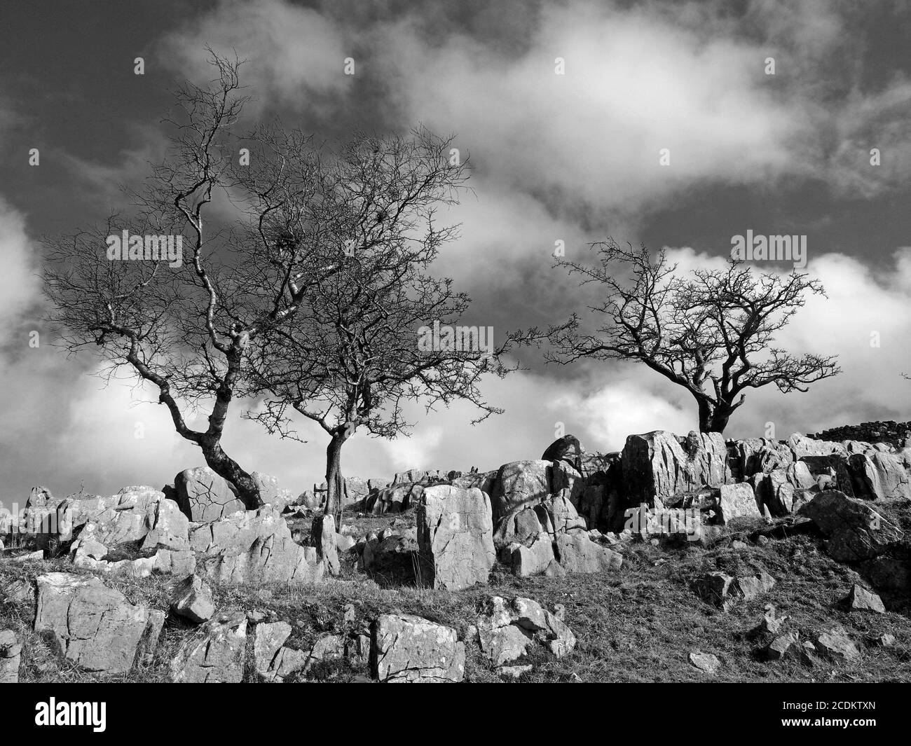Drei ikonische, zerklüftete, windgepeitschte Bäume auf Kalksteinpflaster, die vor blauem Himmel und flauschigen Wolken in Malham North Yorkshire, England, England, geschildet wurden Stockfoto