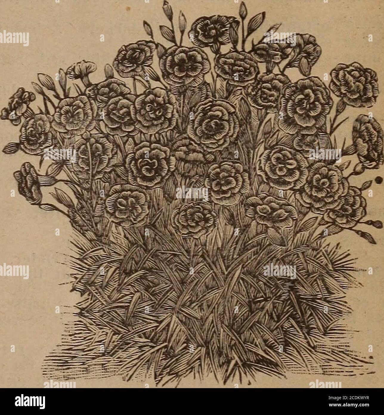 . Childs' Frühling 1922 : Samen, die Pflanzen, die Blumen, die Beeren blühen, die tragen bitte befriedigen. IPOMOEA PANDURATA Hardy Tuberous-rooted Moonfiower Diese Ipomoea hat ein immenses unterirdisches Dach, das die Rebe durch jede Wetterlage bis zum Frost stützt. Jedes Jahr entspringt sie kräftiger als zuvor, bekleidet mit einem üppigen Wachstum von prettycordathischen Blättern, und trägt große Mengen von großen, dick-texturierten wachsartigen Blüten, von einem reichen cremig-weiß, mit einem Hals von violett-lila. Es wird eine Menge Platz abdecken. je 50 c; 3 für S1.25. HARDY GARTEN PINKS Es gibt nichts feineres t Stockfoto