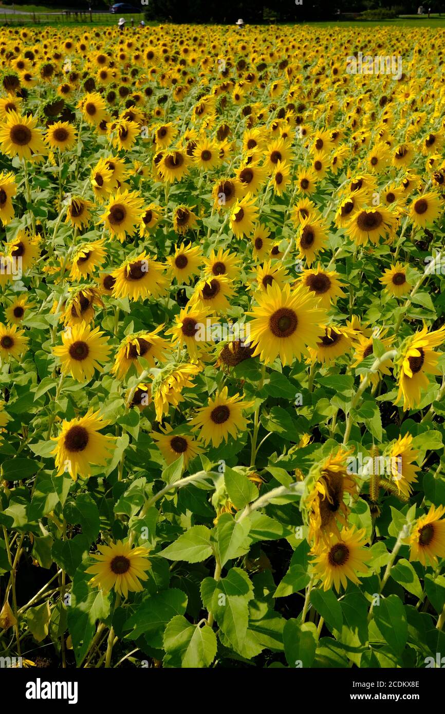 Sonnenblumenfeld (Helianthus annuus) auf der Versuchsfarm. Ottawa. Ontario, Kanada. Stockfoto