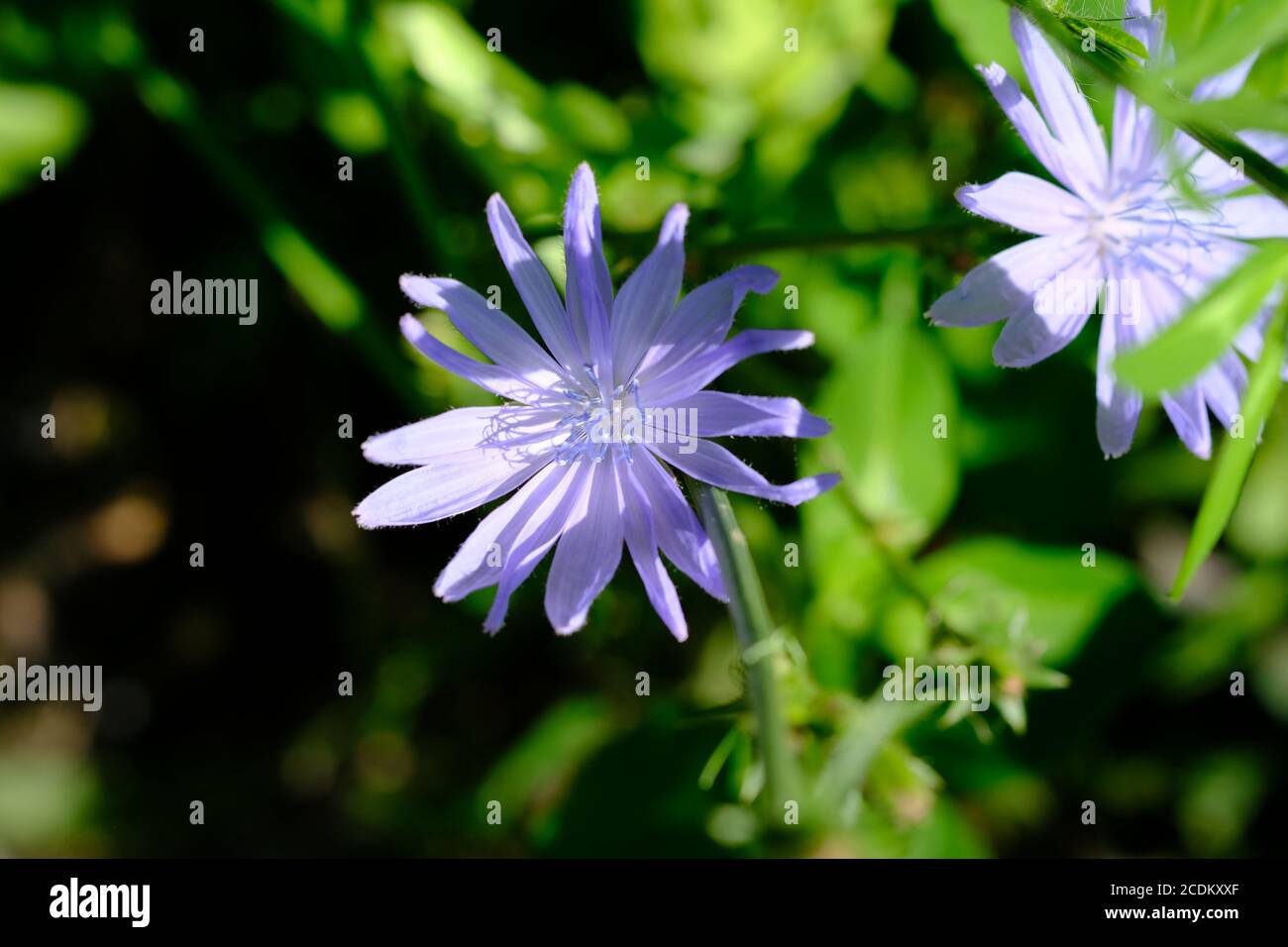 Zichorie (Cichorium intybus) Blume (Blütenstand) in Ottawa, Ontario, Kanada. Stockfoto