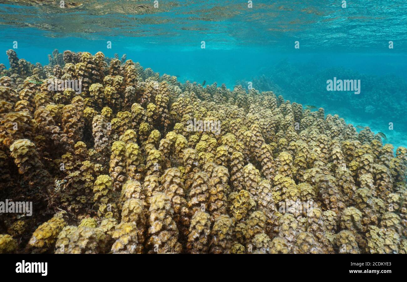 Invasive Algen, Turbinaria ornata, besiedeln seichtes Unterwasserriff in Französisch-Polynesien, Tahiti Lagune, Pazifik, Ozeanien Stockfoto