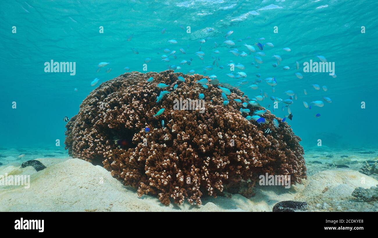 Montipora Koralle mit einem Schwarm von Fischen (Chromis) unter Wasser, Südpazifik, Bora Bora, Französisch Polynesien, Ozeanien Stockfoto