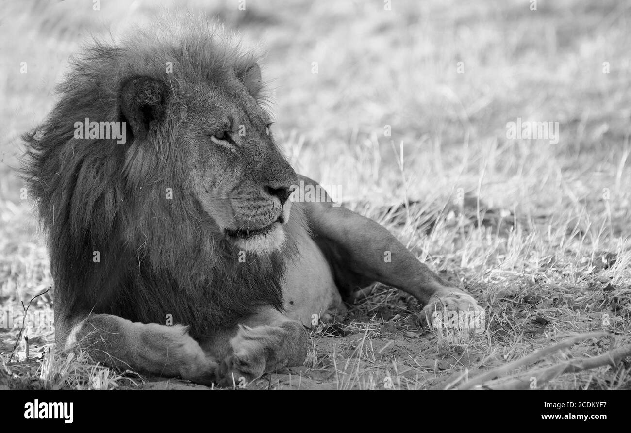 Afrikanischer männlicher Löwe in schwarz-weiß westing auf der Afrikanischen Ebene im Hwange National Park, Simbabwe Stockfoto