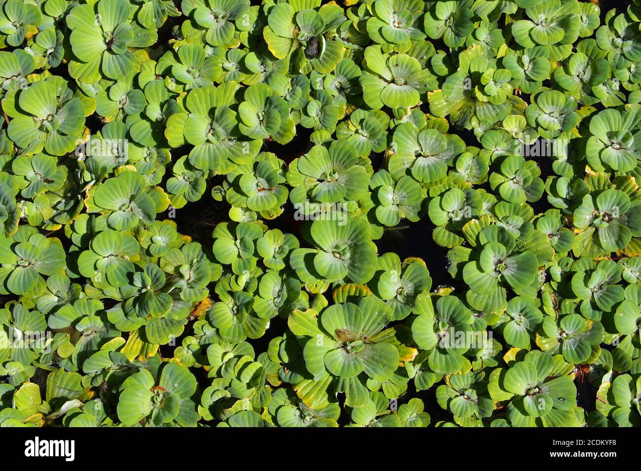 Wassersalat (Pistia Stratiotes) bedeckt einen Teich in den Ornamental Gardens, Ottawa, Ontario, Kanada. Stockfoto