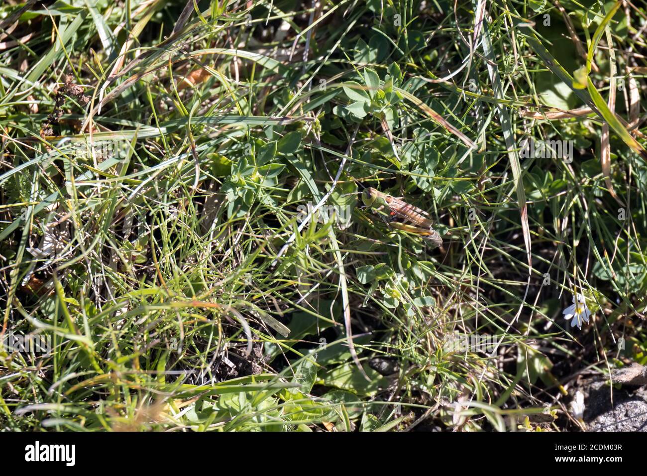 Gemeiner Grüner Grasshopper (Omocestus viridulus), der in den Dolomiten lebt Stockfoto