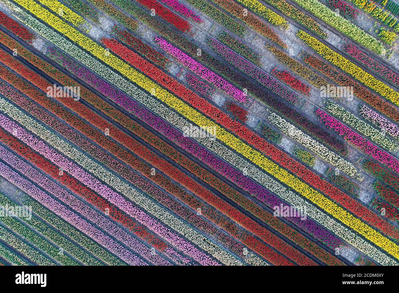 Luftaufnahme von blühenden Tulpenfeldern, 26.04.2020, Niederlande, Nord-Niederlande, Obdam Stockfoto
