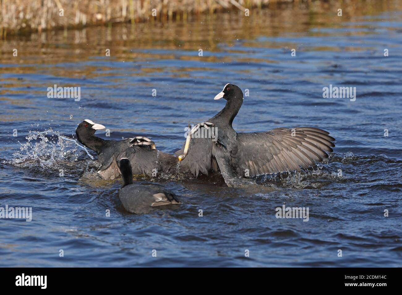 Schwarzer Ruß (Fulica atra), territorialer Kampf zweier Männchen im Wasser, Seitenansicht, Niederlande, Friesland Stockfoto