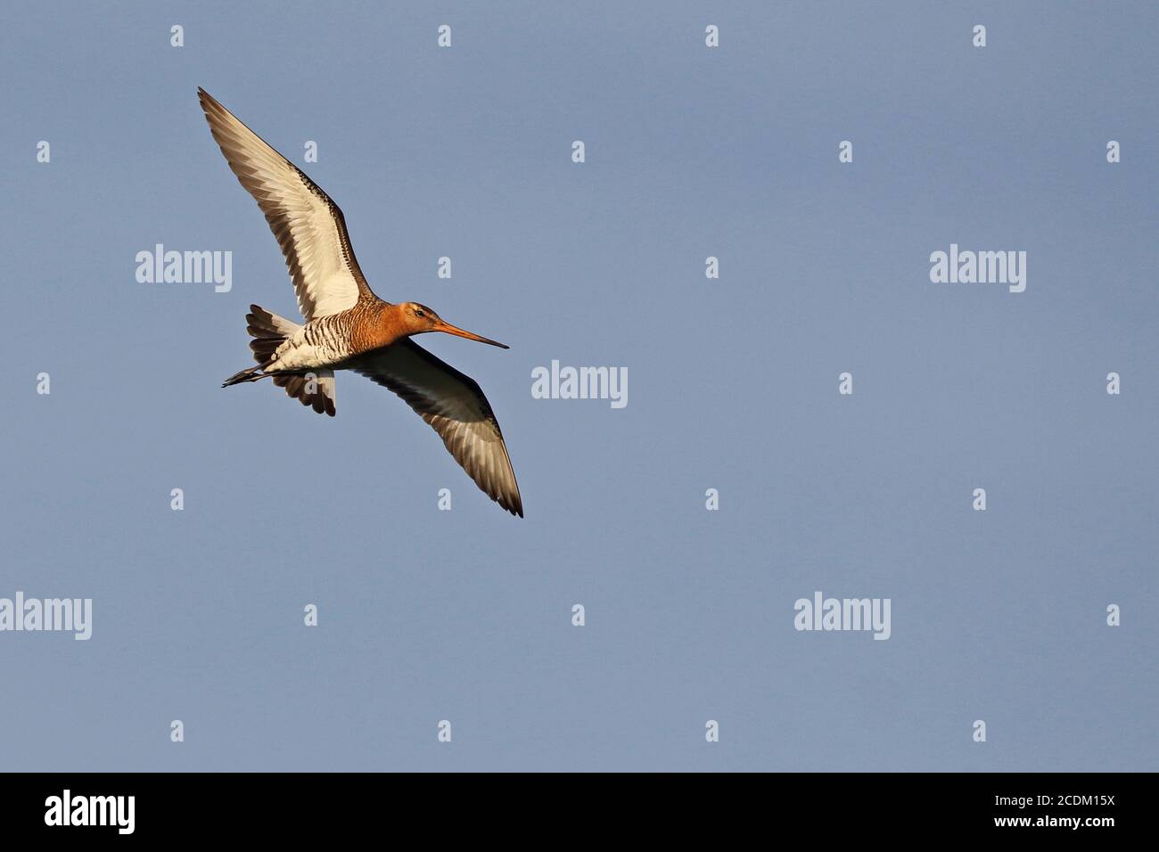 Schwarzschwanzgottwit (Limosa limosa), im Flug, Niederlande, Frisia Stockfoto