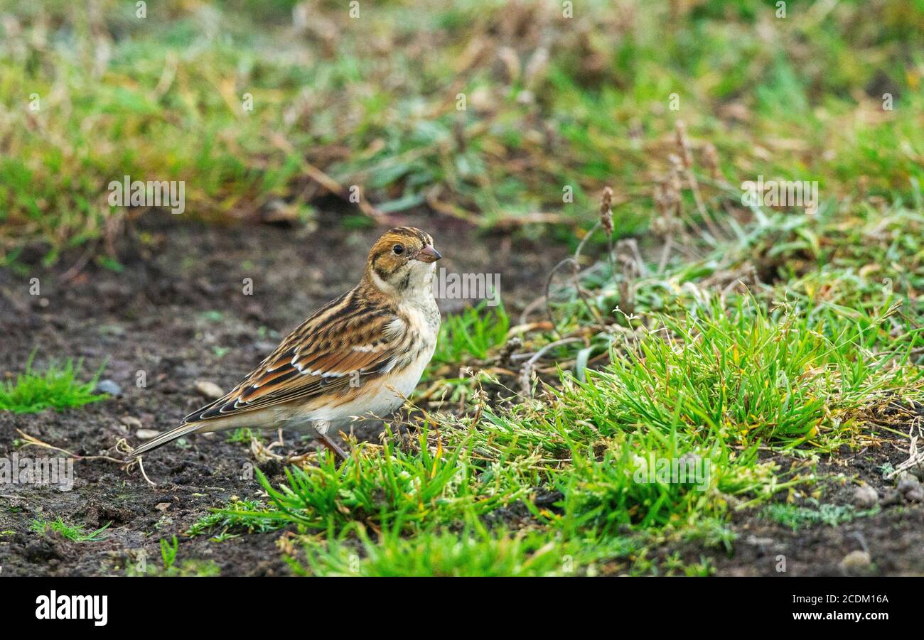 Lapplandammer (Calcarius lapponicus), Männchen auf einer Wiese, Seitenansicht, Vereinigtes Königreich, England, Norfolk Stockfoto