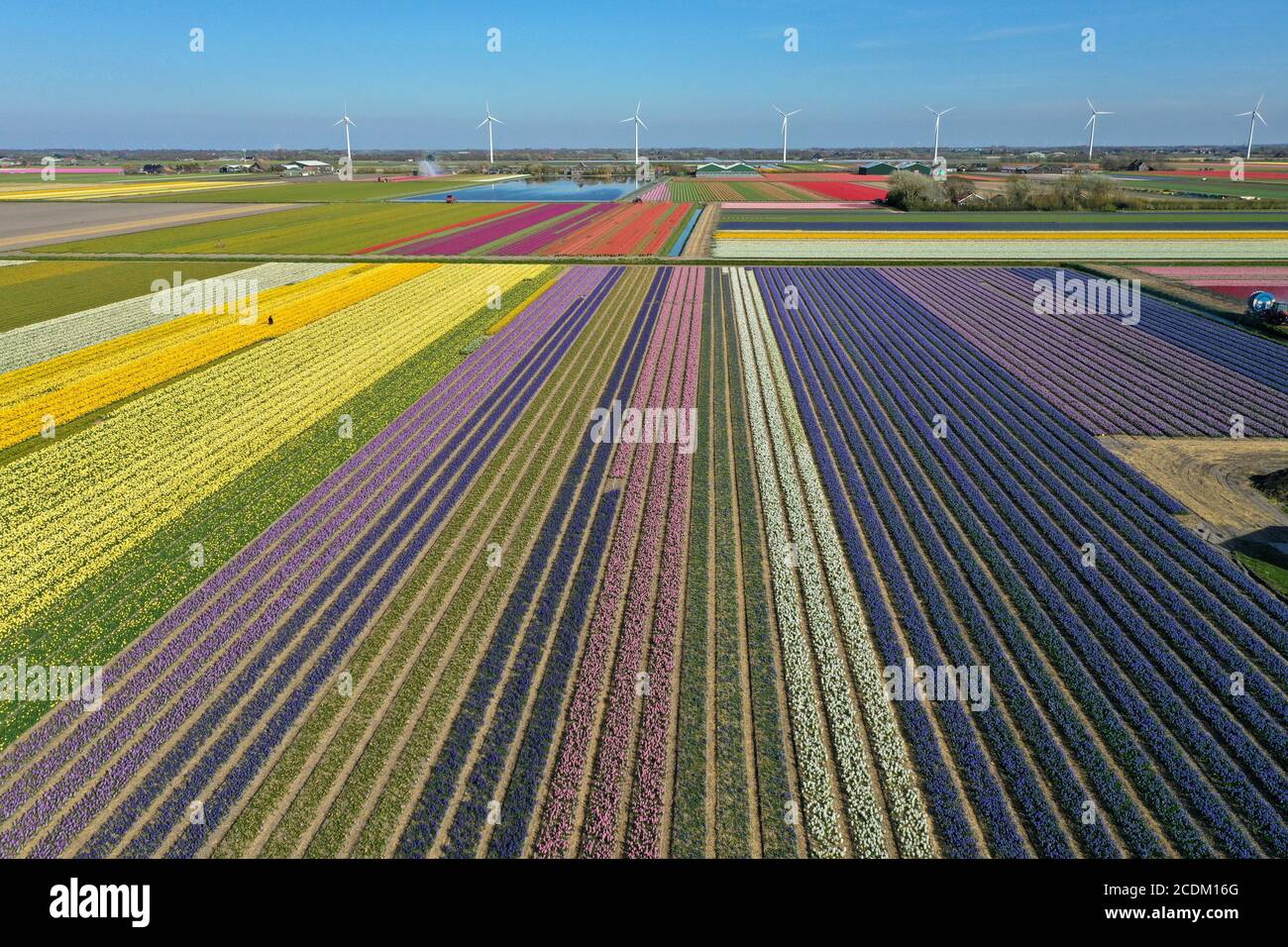 Luftaufnahme von blühenden Tulpenfeldern, 15.04.2020, Niederlande, Nord-Niederlande Stockfoto