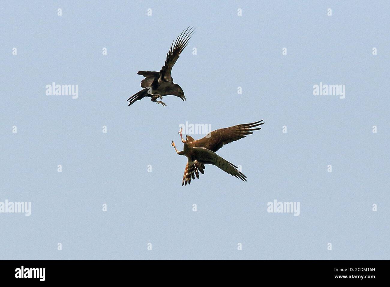 montague-Harrier (Circus pygargus), fliegende Weibchen, die eine Carrionkrähe vertreiben, Niederlande, Groningen Stockfoto
