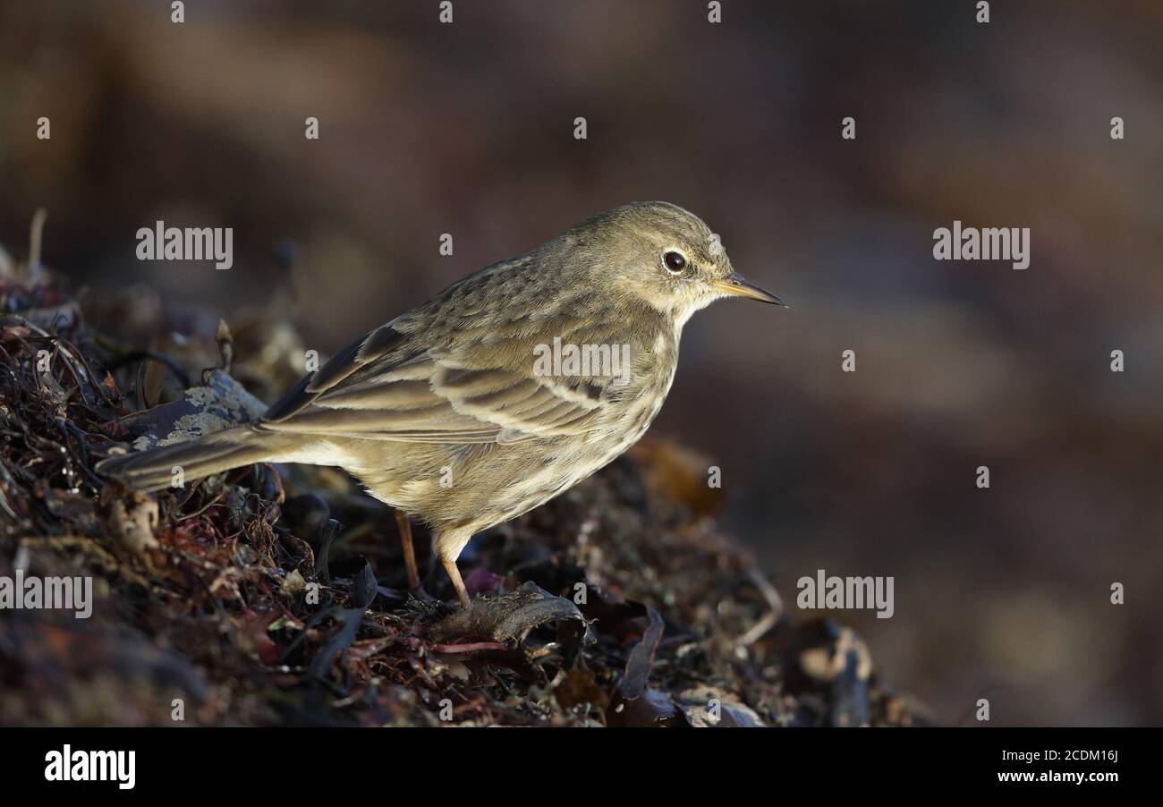 Skandinavische Hebriden-Steingrube (Anthus petrosus littoralis, Anthus littoralis), am Ufer, Dänemark Stockfoto