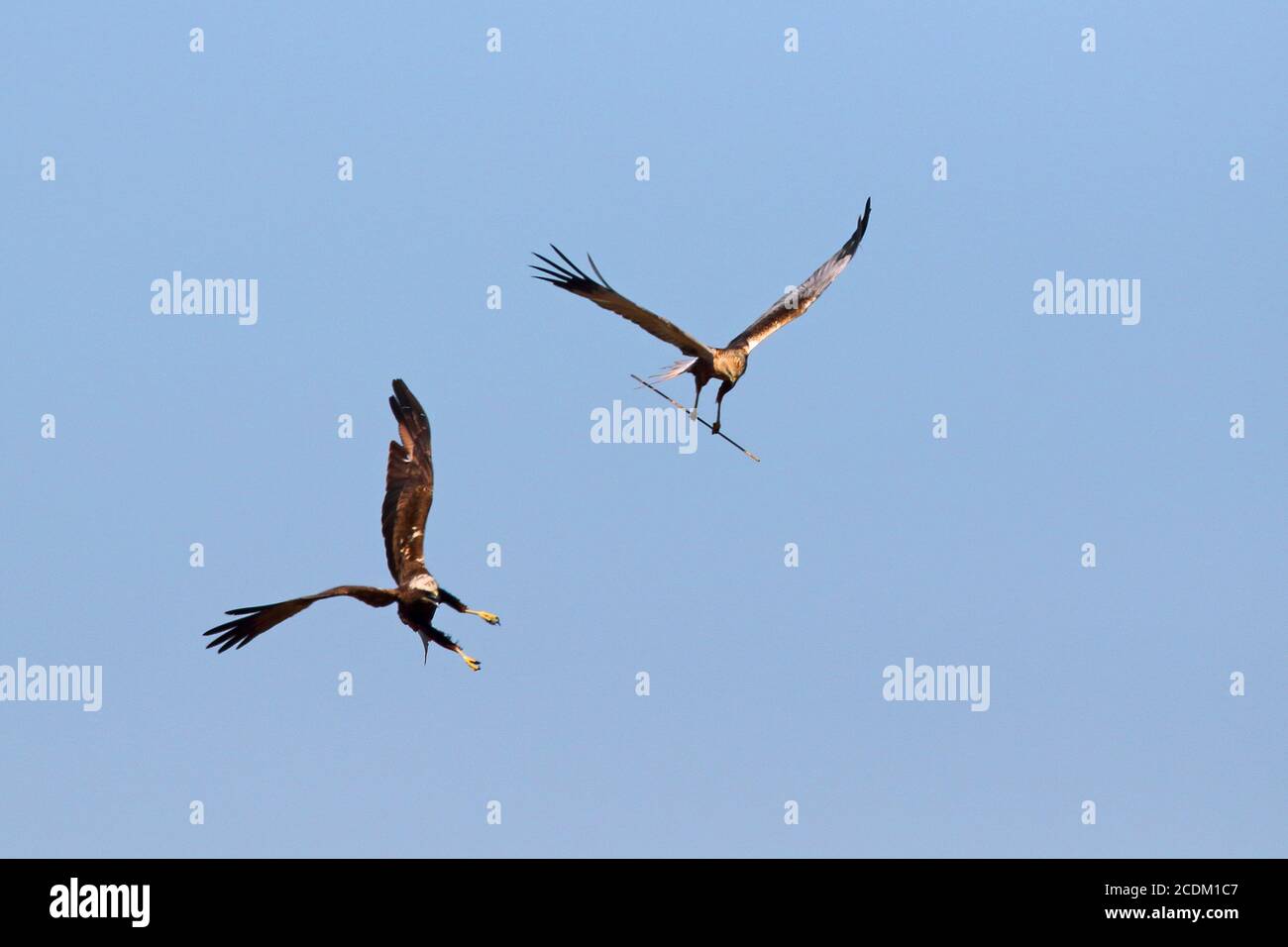 WESTERN Marsh Harrier (Circus aeruginosus), Paar im Schauflug, Vorderansicht, Niederlande, Lauwersmeer National Park Stockfoto