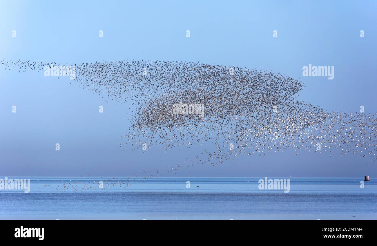 dunlin (Calidris alpina), große fliegende Herde über dem Gezeitenflat, Niederlande, Friesland Stockfoto