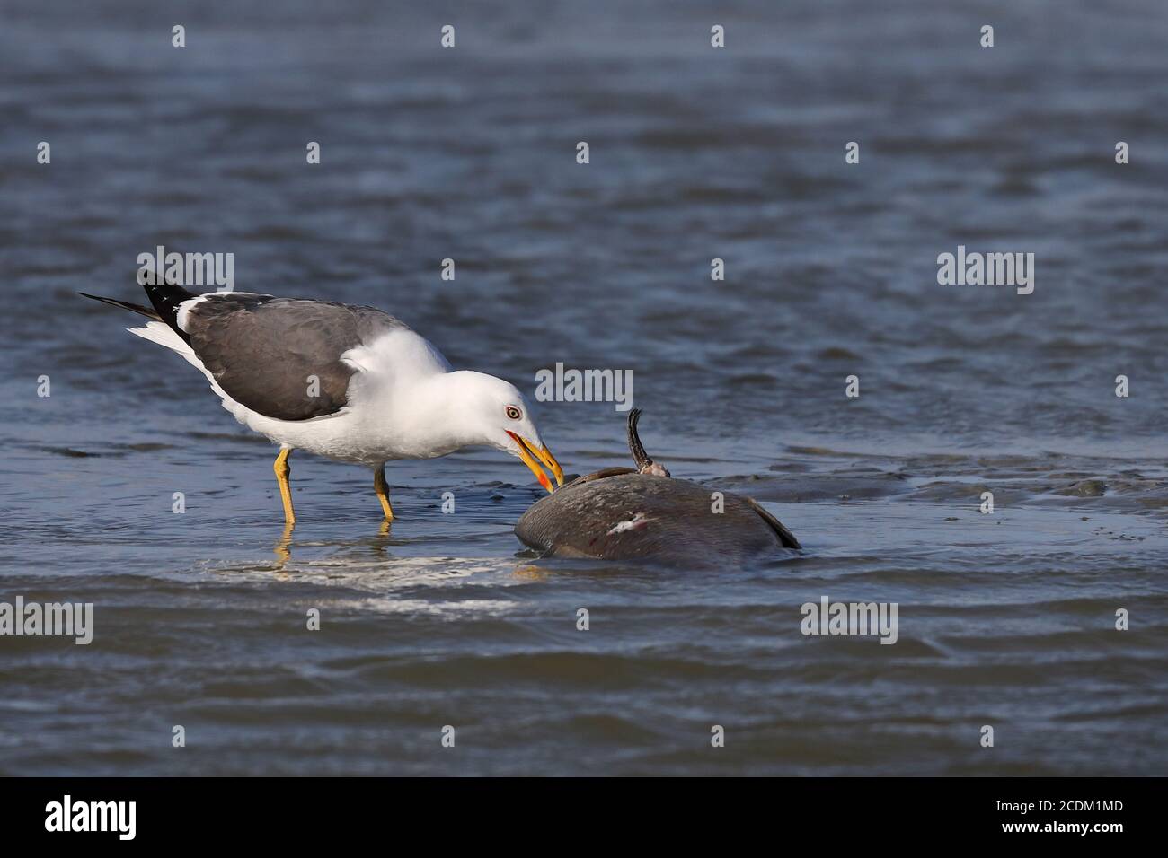 Kleinmöwe (Larus fuscus), ernährt sich von einem toten Fisch im Ijsselmeer, Niederlande, Friesland Stockfoto