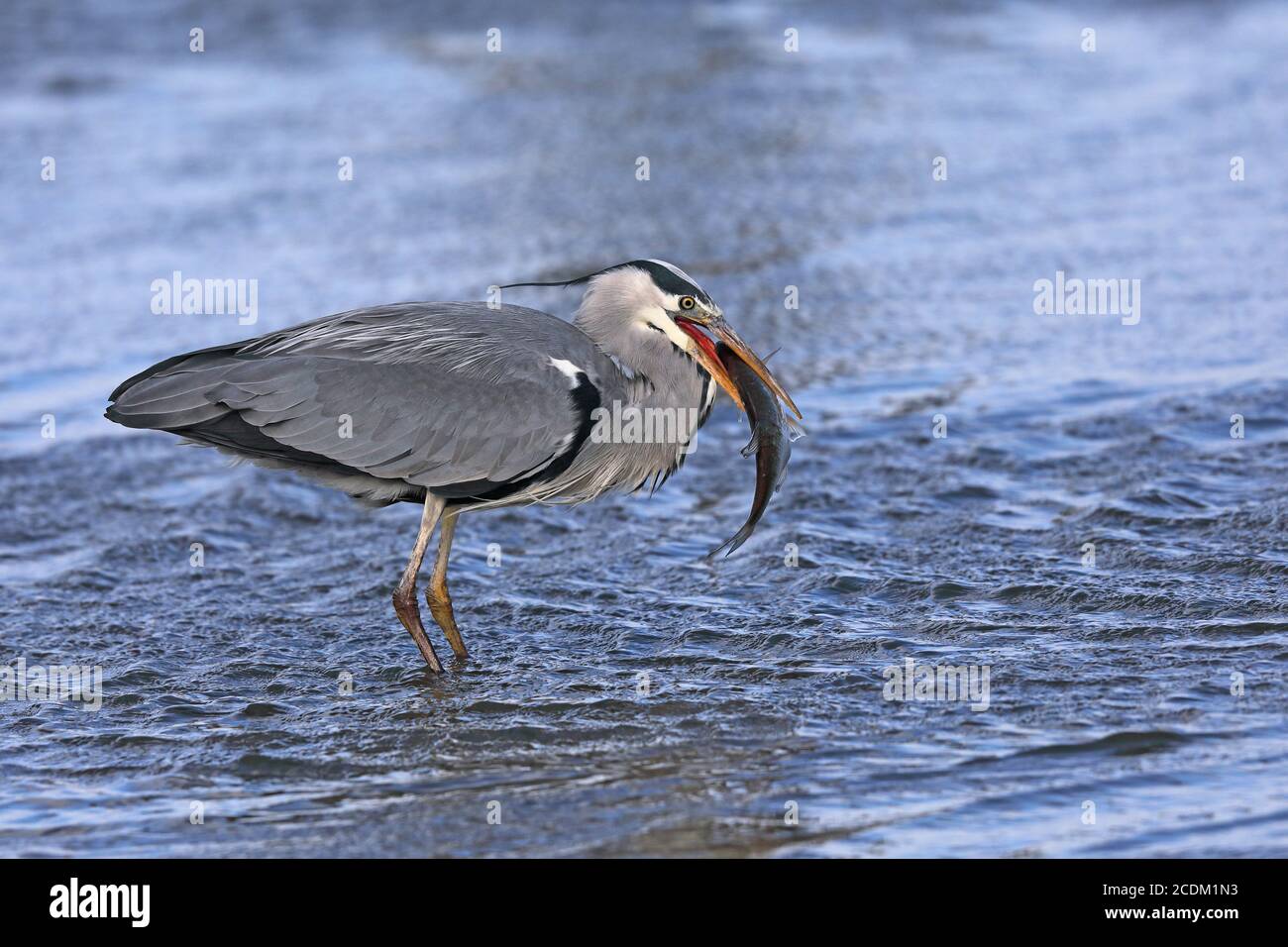 Graureiher (Ardea cinerea), füttert einen großen Fisch, Niederlande, Frisia Stockfoto