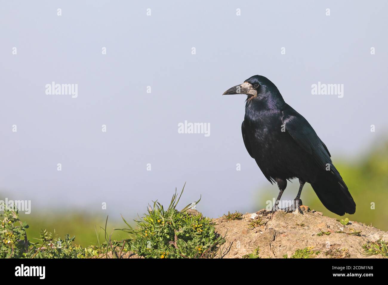 rook (Corvus frugilegus), steht auf Hügel, Niederlande, Frisia Stockfoto