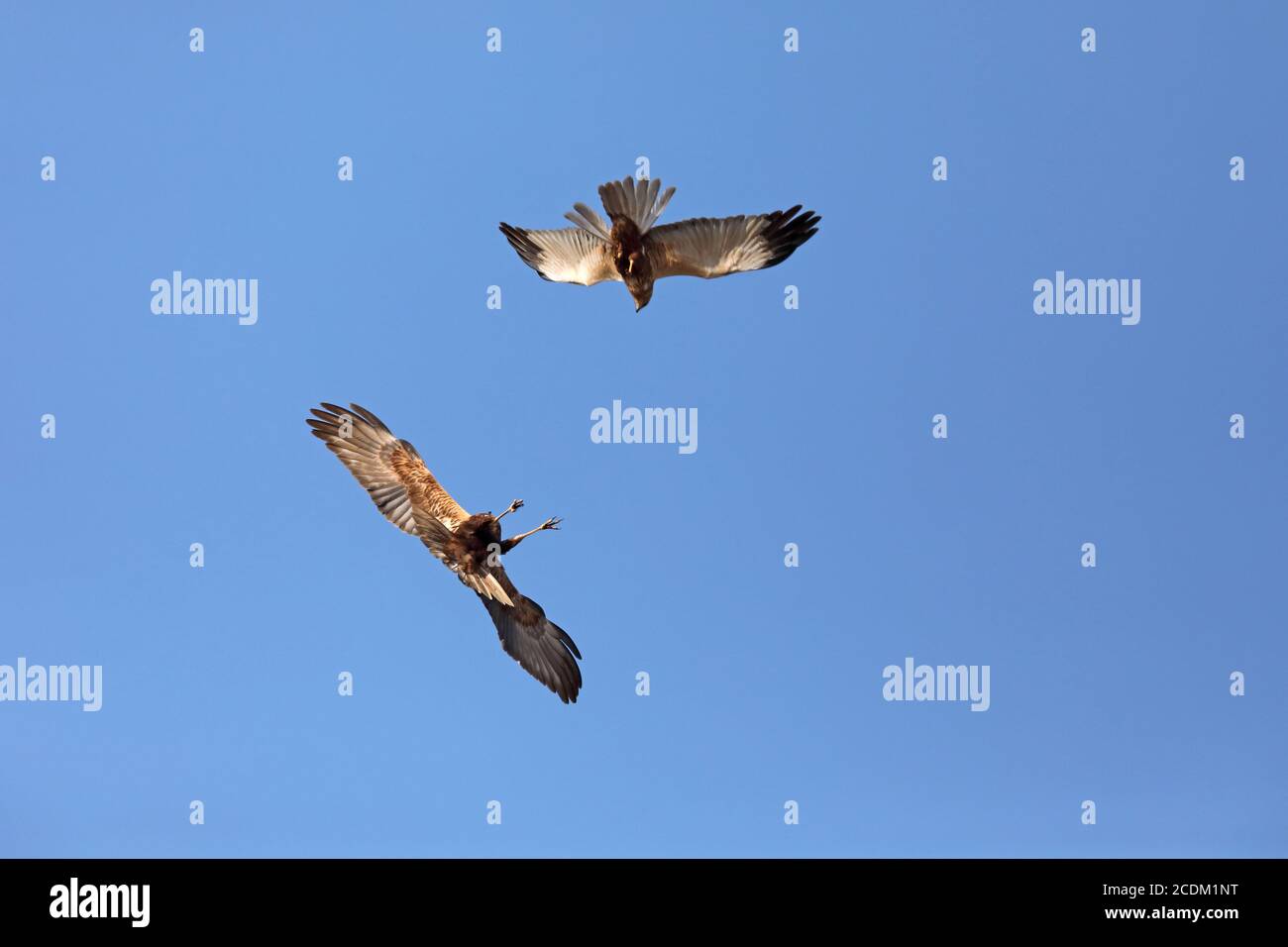 WESTERN Marsh Harrier (Circus aeruginosus), Paar im Schauflug am blauen Himmel, Niederlande, Nationalpark Lauwersmeer Stockfoto
