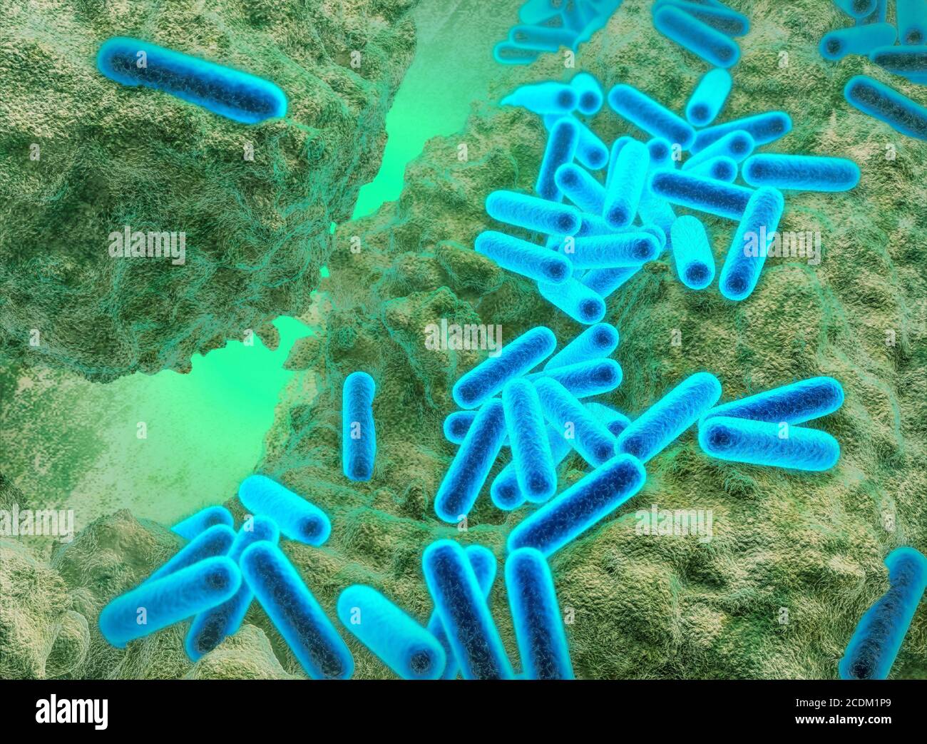 3d-Darstellung von Pseudomonas aeruginosa Bakterien mit interner Struktur. Diese Gram-negativen stabförmigen Bakterien finden sich im Boden, im Wasser und als normale Flora im menschlichen Darm. Sie können insbesondere bei Patienten im Krankenhaus schwere Infektionen der Wunde, Lunge, Haut und Harnwege verursachen. Sie produzieren extrazelluläres Polysaccharid (EPS), eine klebrige schleimähnliche Substanz, die es ihnen ermöglicht, in großen Massen (Biofilme) zu wachsen und antibakteriellen Substanzen wie Antibiotika zu widerstehen. Stockfoto