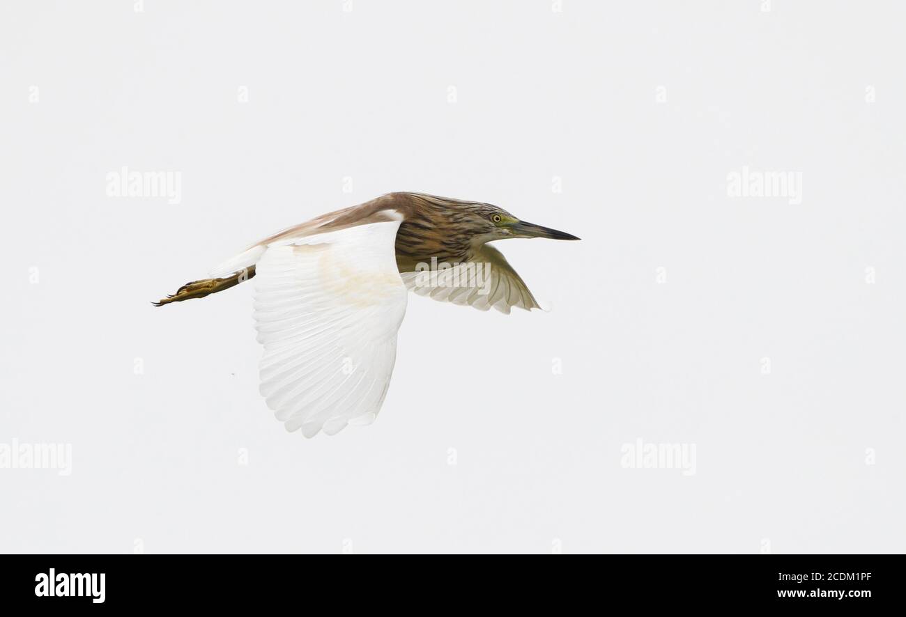 Squacco Reiher (Ardeola ralloides), im Flug, Spanien, Extremadura Stockfoto