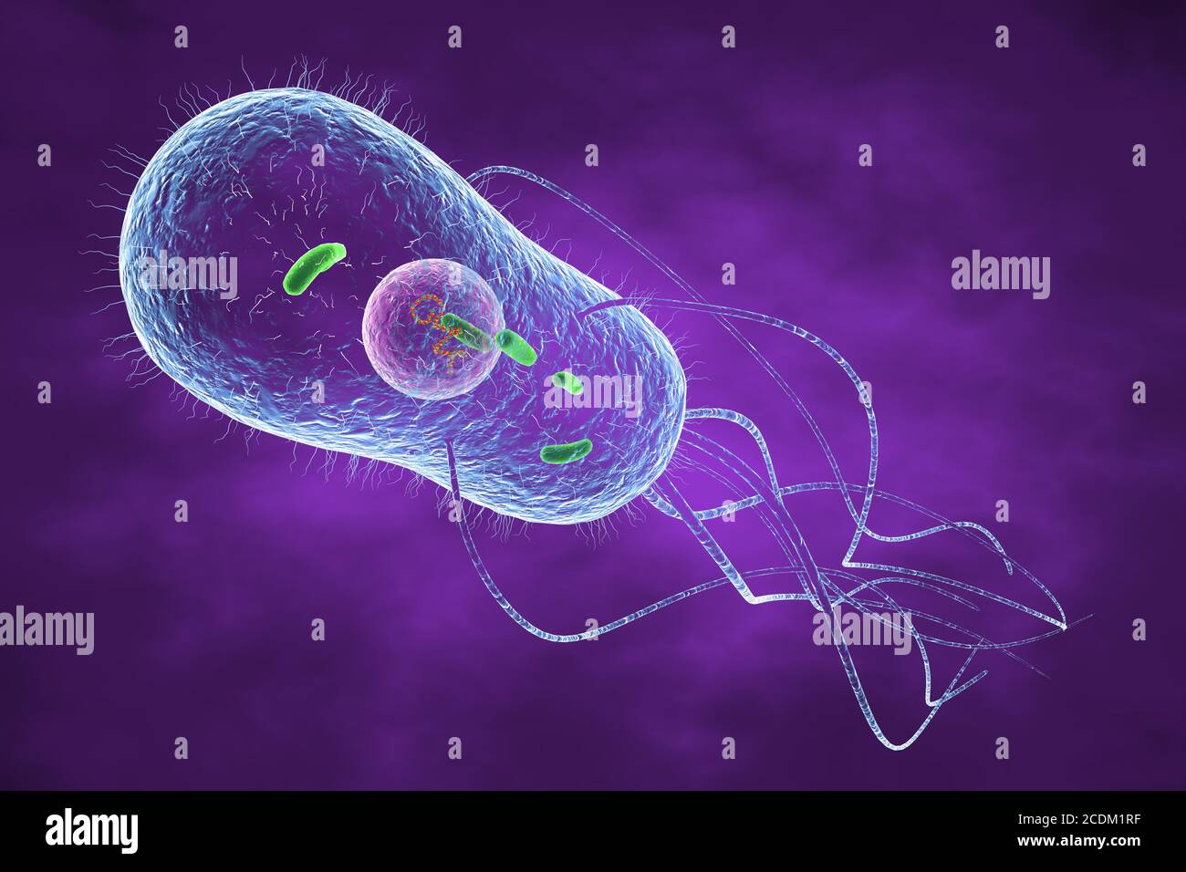 3d-Darstellung eines Salmonella sp. Bakteriums mit interner Struktur. Flagella, dünne fadenartige Strukturen, die von den Bakterien verwendet werden, um sich zu bewegen, sind ebenfalls zu sehen. Salmonella sp. Bakterien können Lebensmittelvergiftungen verursachen, wenn sie in kontaminierten Lebensmitteln wie rohen Eiern gegessen werden. Unter den richtigen Bedingungen können sie sich schnell vermehren. Symptome sind Bauchschmerzen, Übelkeit, Durchfall und Erbrechen. Typhus wird auch durch Salmonella sp. Bakterien verursacht. Stockfoto