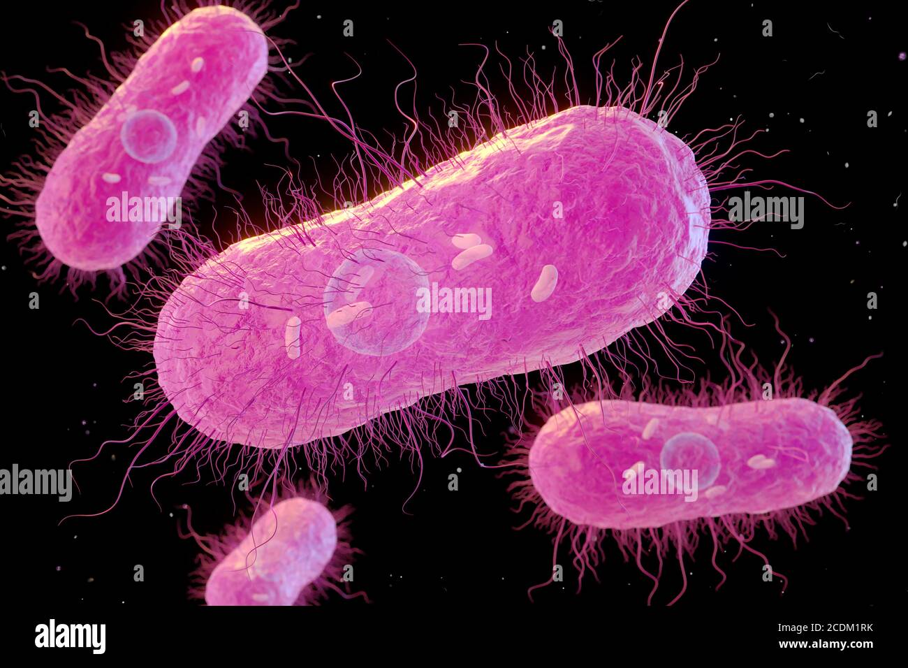 3d-Darstellung von Salmonella sp. Bakterien mit interner Struktur. Flagella, dünne fadenartige Strukturen, die von den Bakterien verwendet werden, um sich zu bewegen, sind ebenfalls zu sehen. Salmonella sp. Bakterien können Lebensmittelvergiftungen verursachen, wenn sie in kontaminierten Lebensmitteln wie rohen Eiern gegessen werden. Unter den richtigen Bedingungen können sie sich schnell vermehren. Symptome sind Bauchschmerzen, Übelkeit, Durchfall und Erbrechen. Typhus wird auch durch Salmonella sp. Bakterien verursacht. Stockfoto