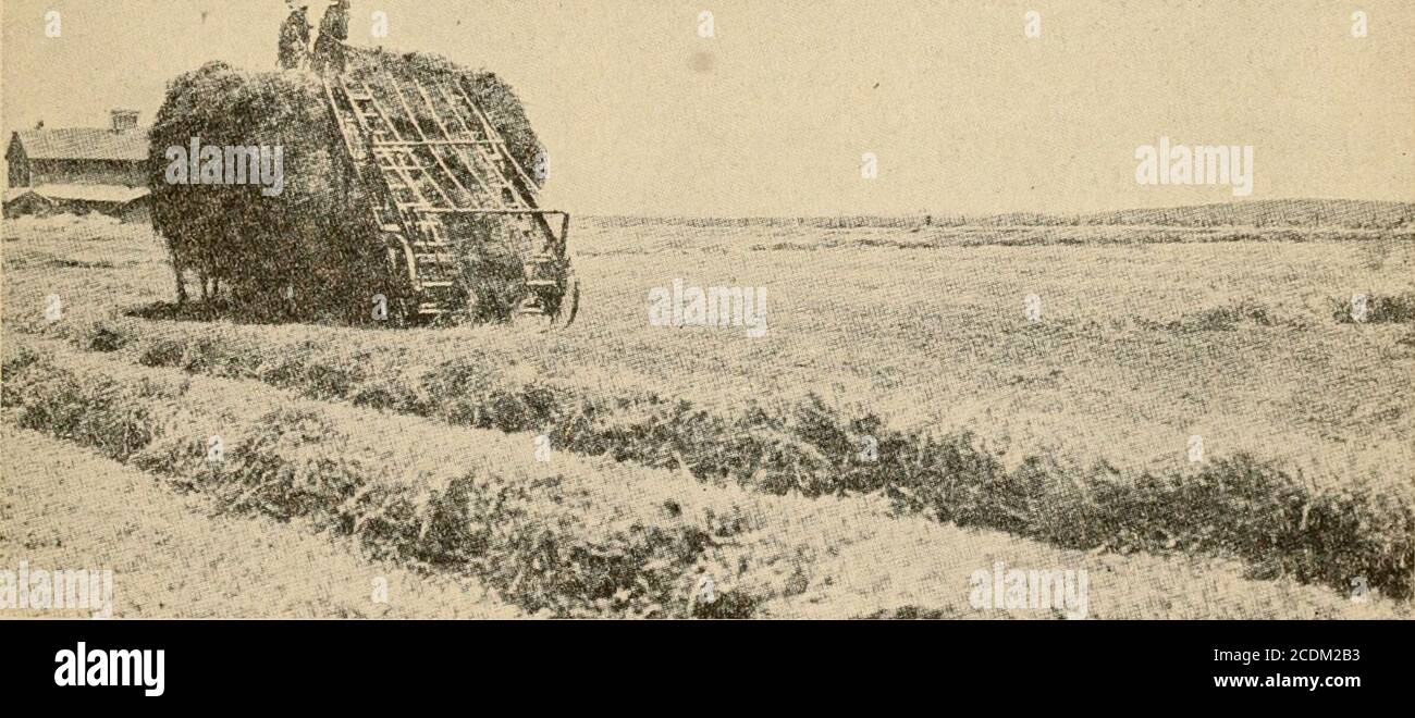 . Die offene Tür zur Unabhängigkeit; Geld aus dem Boden verdienen; was zu tun ist - wie zu tun, auf Stadtplätzen, Vorstadtgrundstücken, Bauernhöfen, zusammen mit Übersichtskarten aller Teile der Vereinigten Staaten, bewässerten Regionen, Klimazonen, Städte, Dörfer, Marktstädte, Standorte und Bevölkerungen . Scheibeneggen (eine tongueless) 50 2 Federzahneggen 27 2 Stachelzahneggen 24 2 Zweipferd-Kaltpflüge 12 2 Dreipferd-Kaltpflüge 18 2 Doppelkultivierer mit Laufrollen 50 4 Doppelschaufelpflüge 10 1 Doppelschaufelegge 12 1 Zweireihiger Maiskornsätler 40 1 einreihiger Maispflanzer 12 1 Eisenwalze 12 1 p Stockfoto