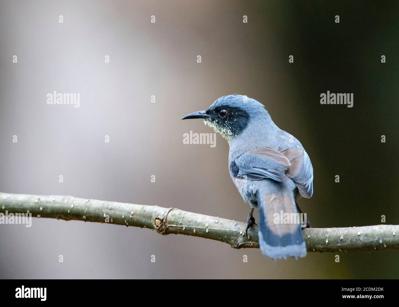 Schöne sibia (Heterophasia pulchella), thront auf einem Zweig mit Blütenpollen auf der Kehle, Indien Stockfoto