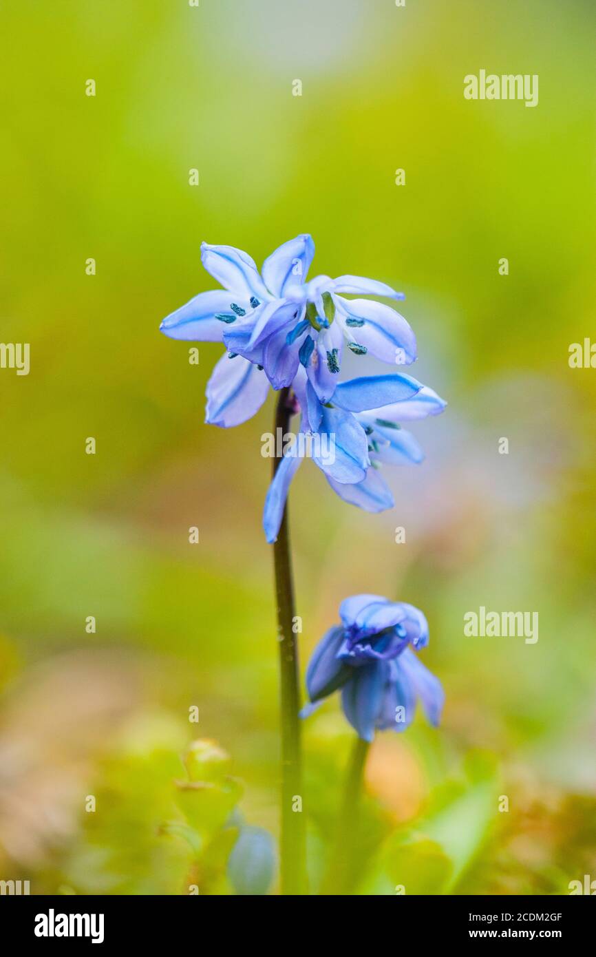 Sibirische scilla, sibirischer Tintenschill (Scilla siberica, Scilla sibirica), blühend, Niederlande Stockfoto