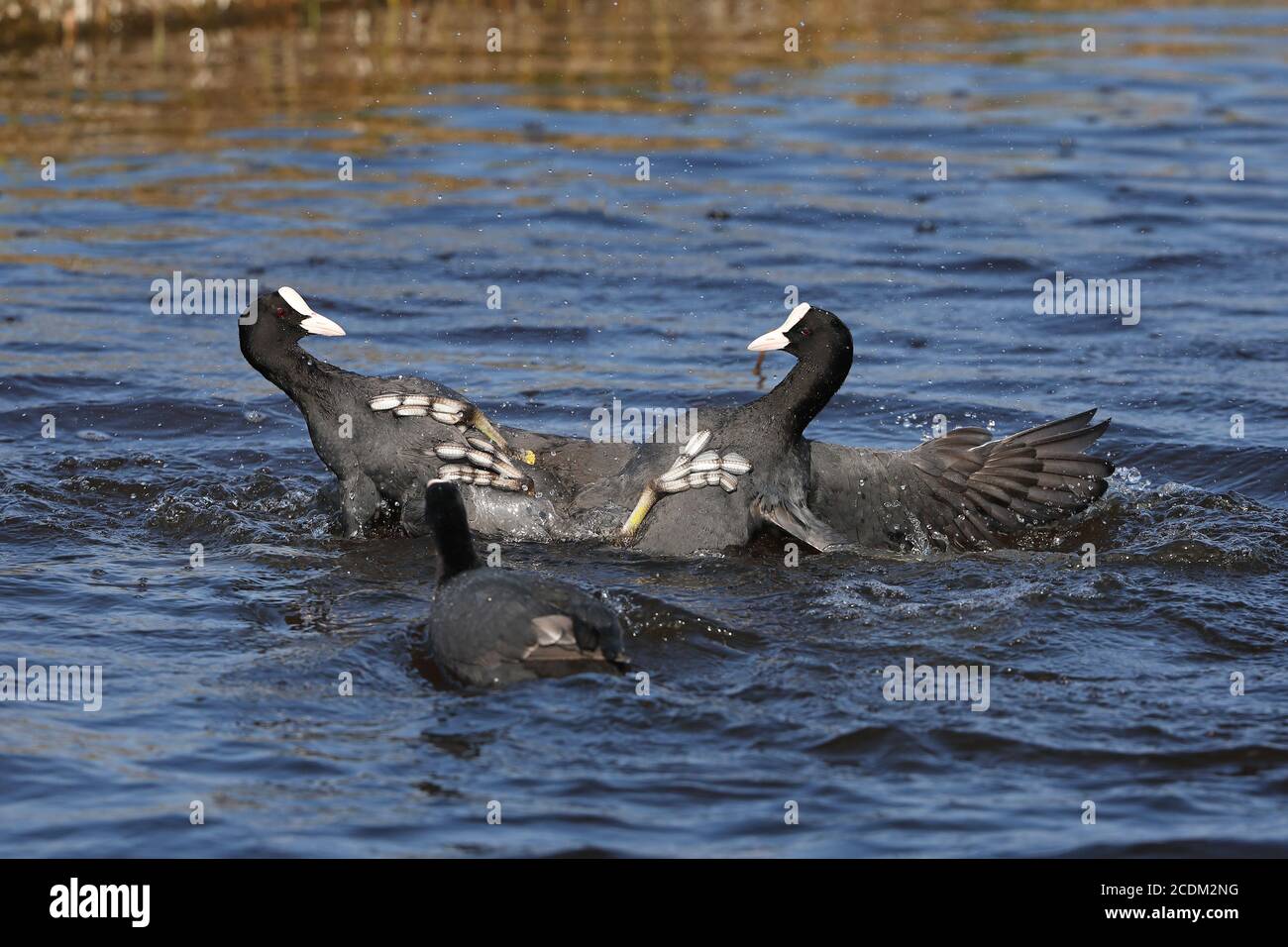 Schwarzer Ruß (Fulica atra), territorialer Kampf zweier Männchen im Wasser, Seitenansicht, Niederlande, Friesland Stockfoto