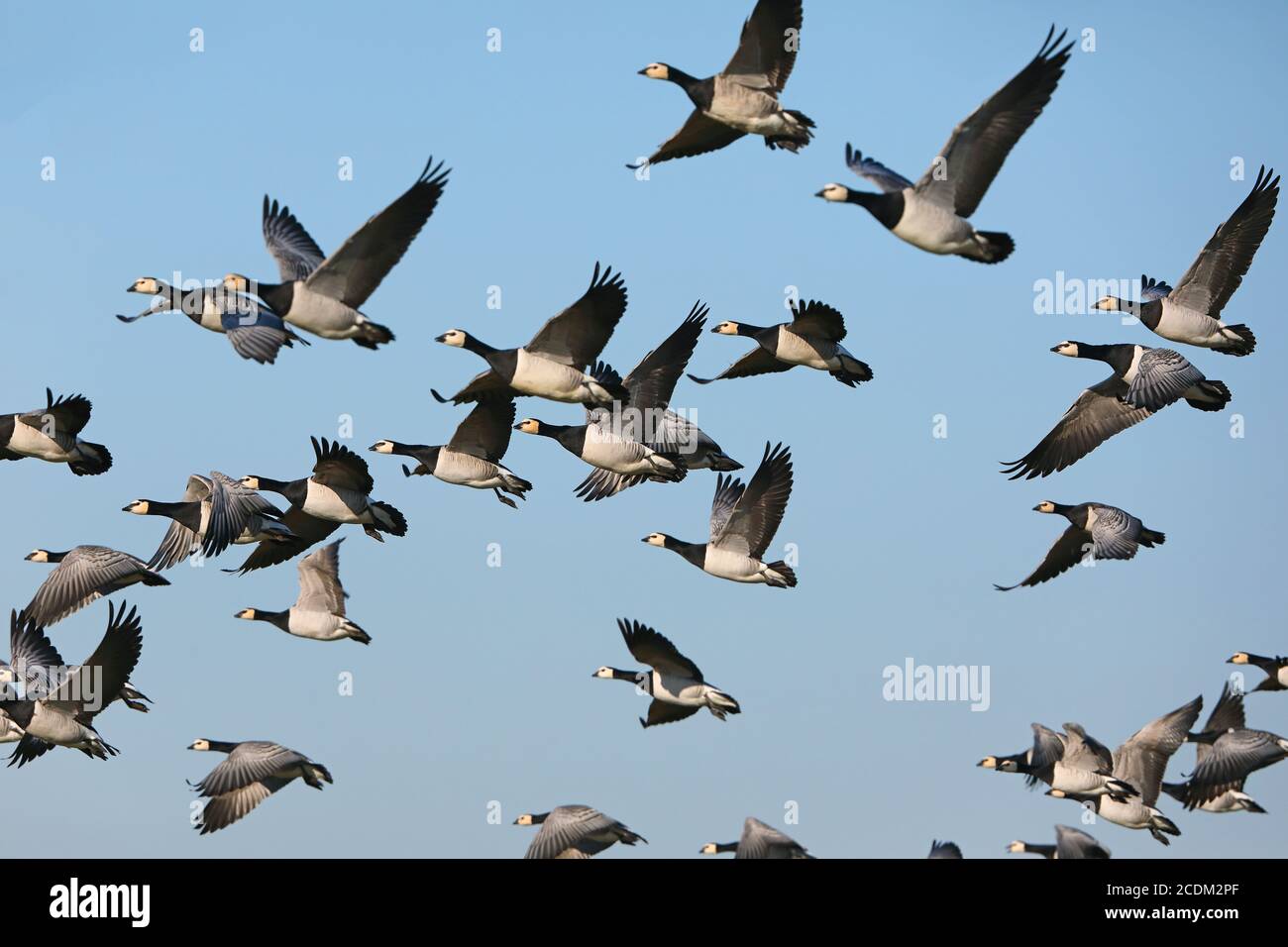 barnacle Gans (Branta leucopsis), Flock in Flight, Niederlande, Frisia Stockfoto