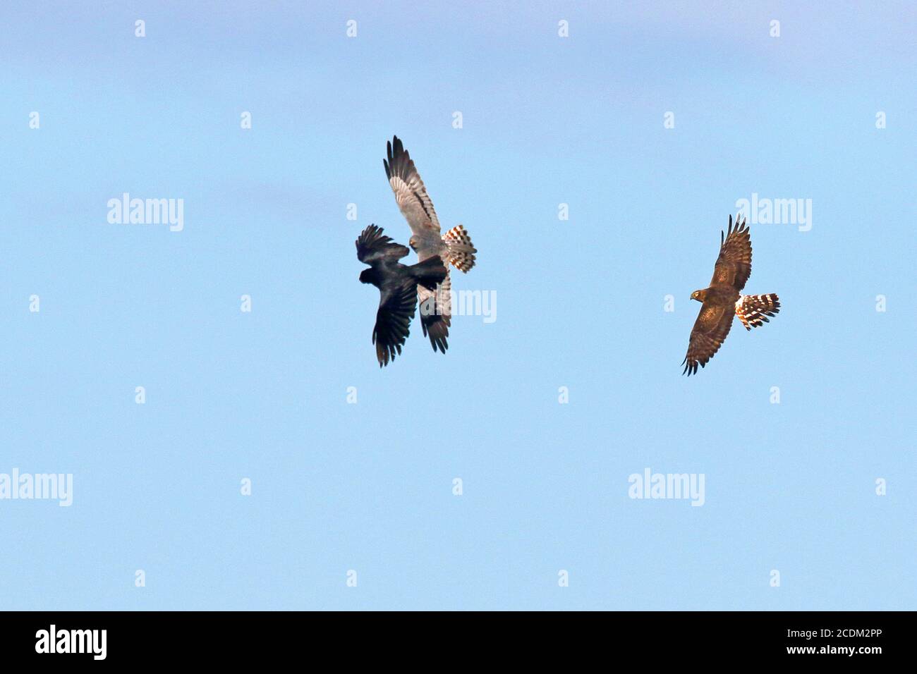 montague's Harrier (Circus pygargus), fliegendes Paar, das eine Carrion-Krähe vertreibt, Niederlande, Groningen Stockfoto