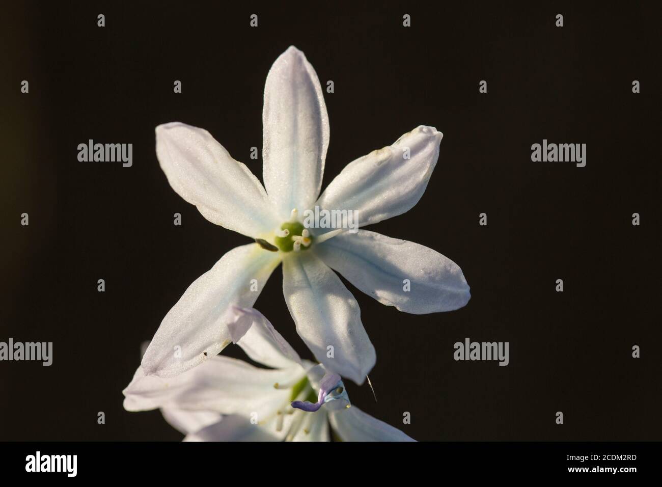 Frühe scilla, weißer Tintenkill (Scilla mischtschenkoana, Scilla tubergeniana), Blüte vor schwarzem Hintergrund, Niederlande, Friesland Stockfoto
