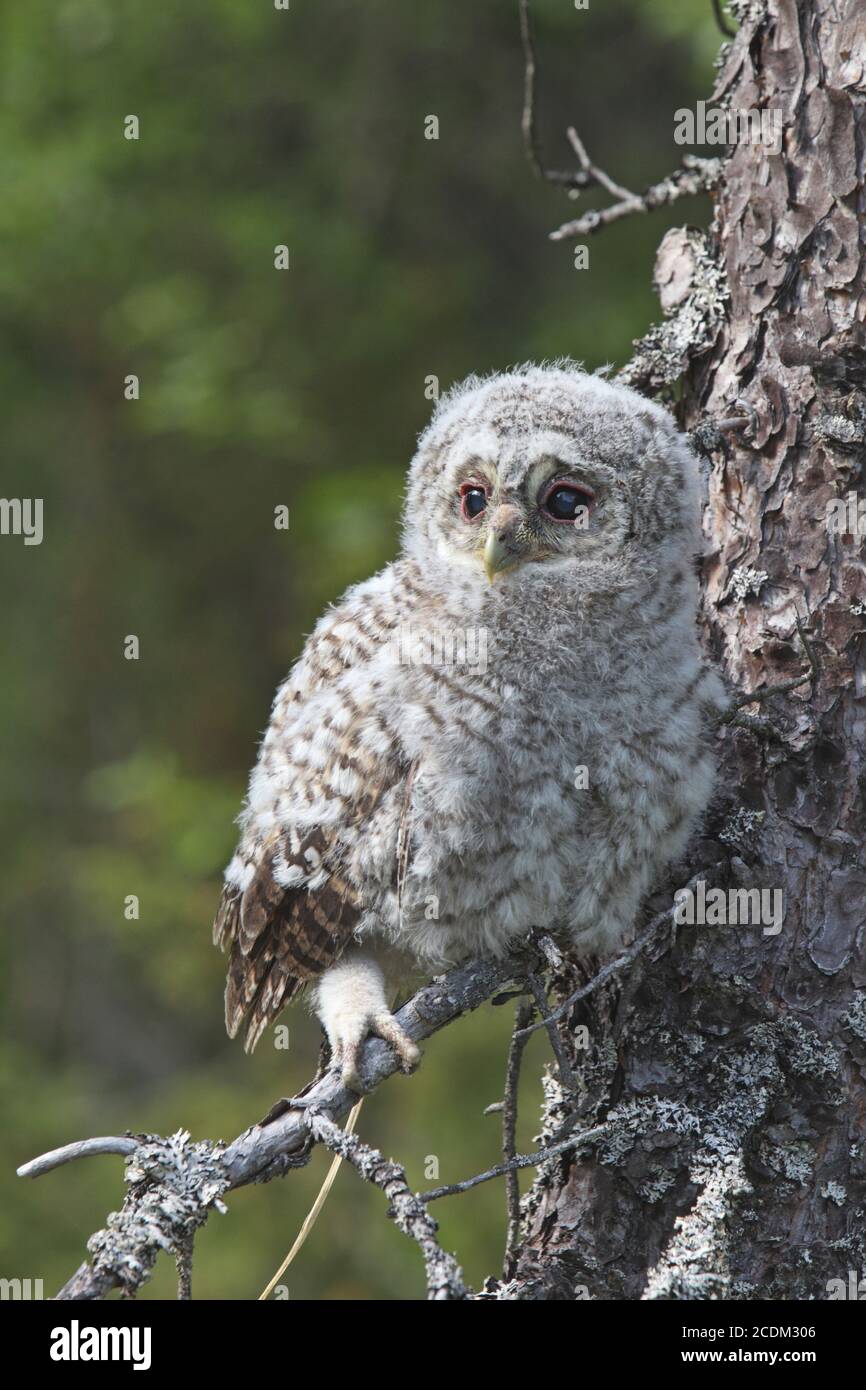 Eurasische Waldkauz (Strix aluco), Küken, die auf einem Ast auf einem Baum stehen, Norwegen Stockfoto