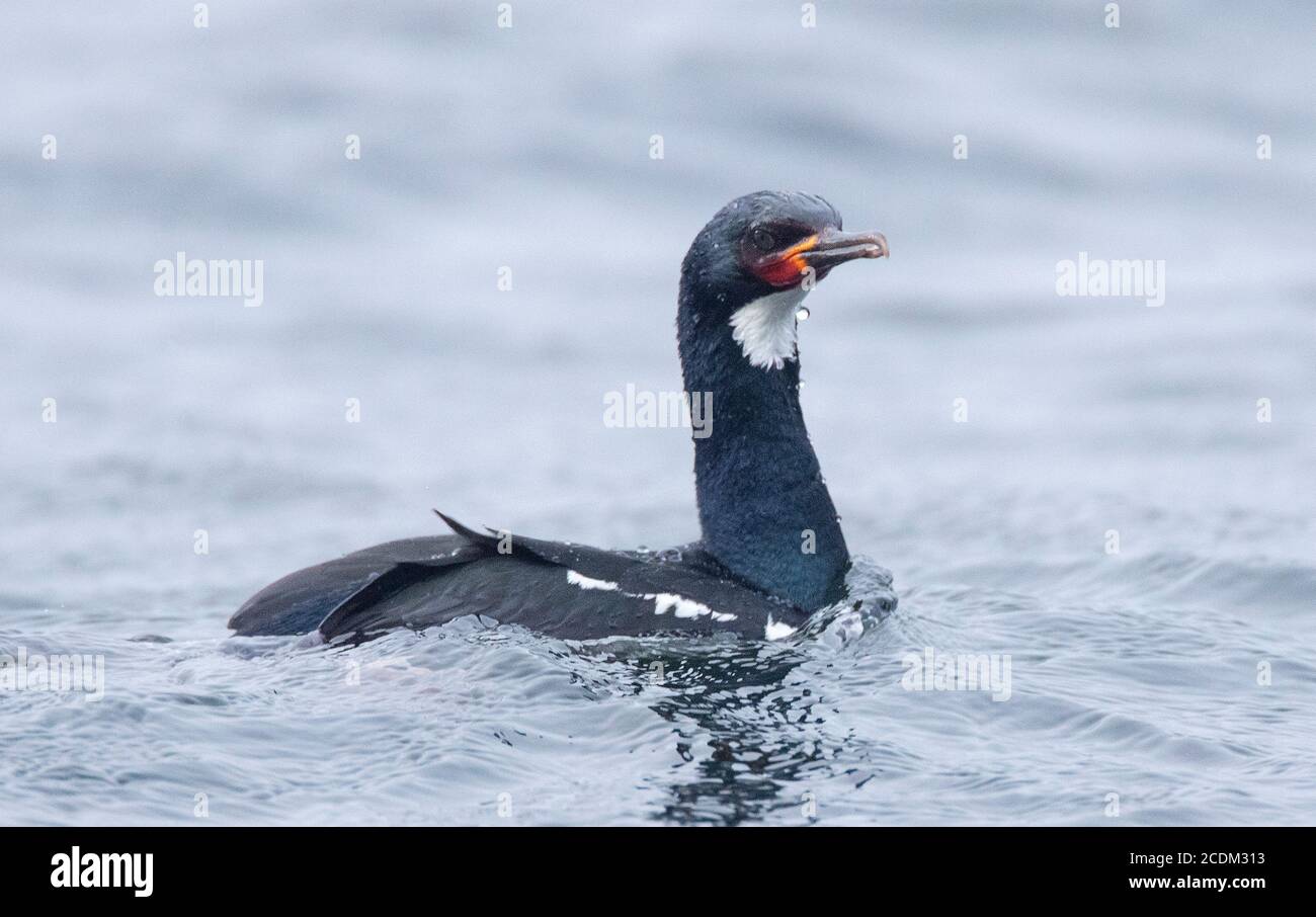 Campbell Shag (Phalacrocorax campbelli, Leucocarbo campbelli), Schwimmen, wachsam aussehende Einzelperson, Neuseeland, Campbell Island, Macquarie Island Stockfoto