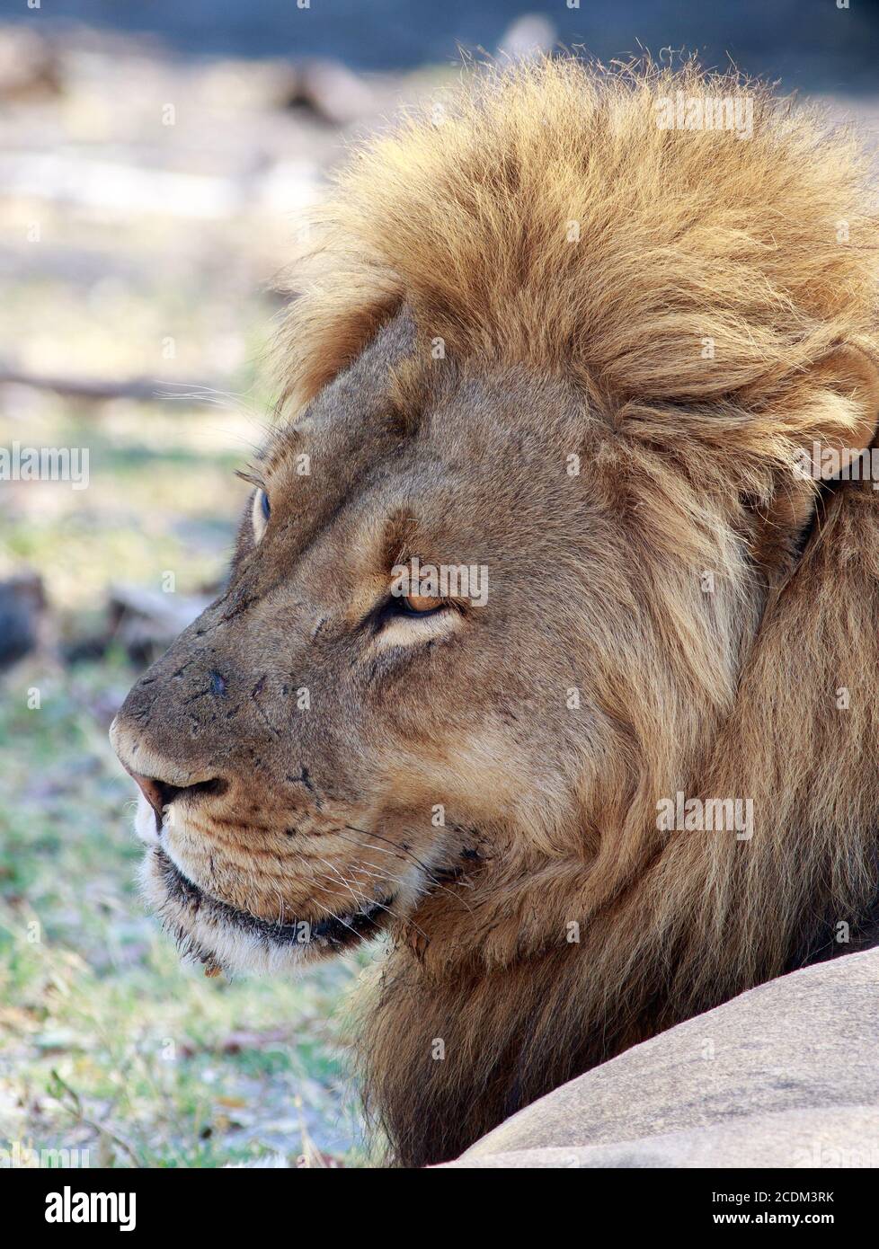 Seitenprofil eines männlichen Löwen mit goldener Mähne - Hwange Nationalpark Stockfoto