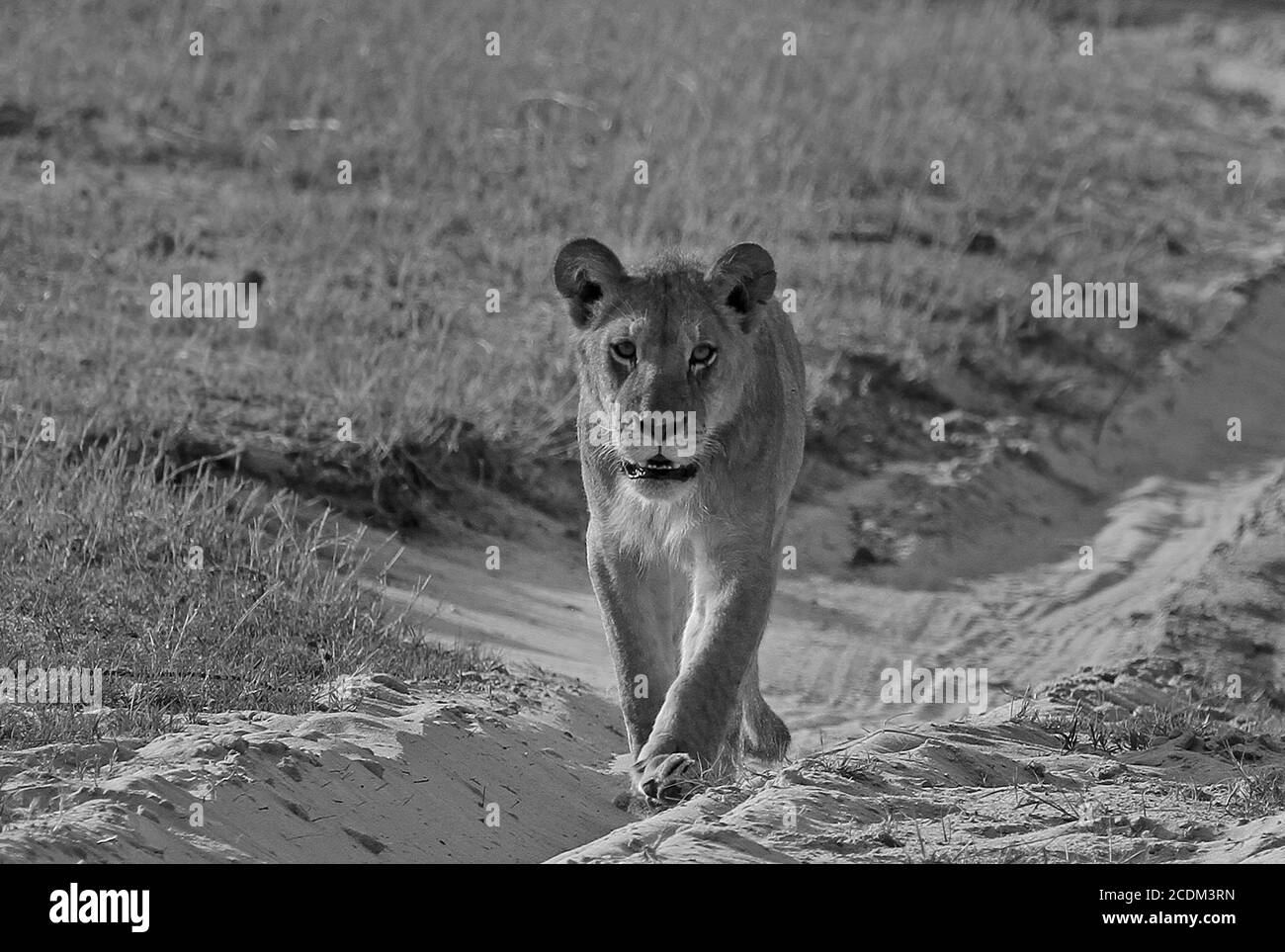 Löwin schlendert einen sandigen Feldweg im Hwange National Park, Simbabwe Stockfoto