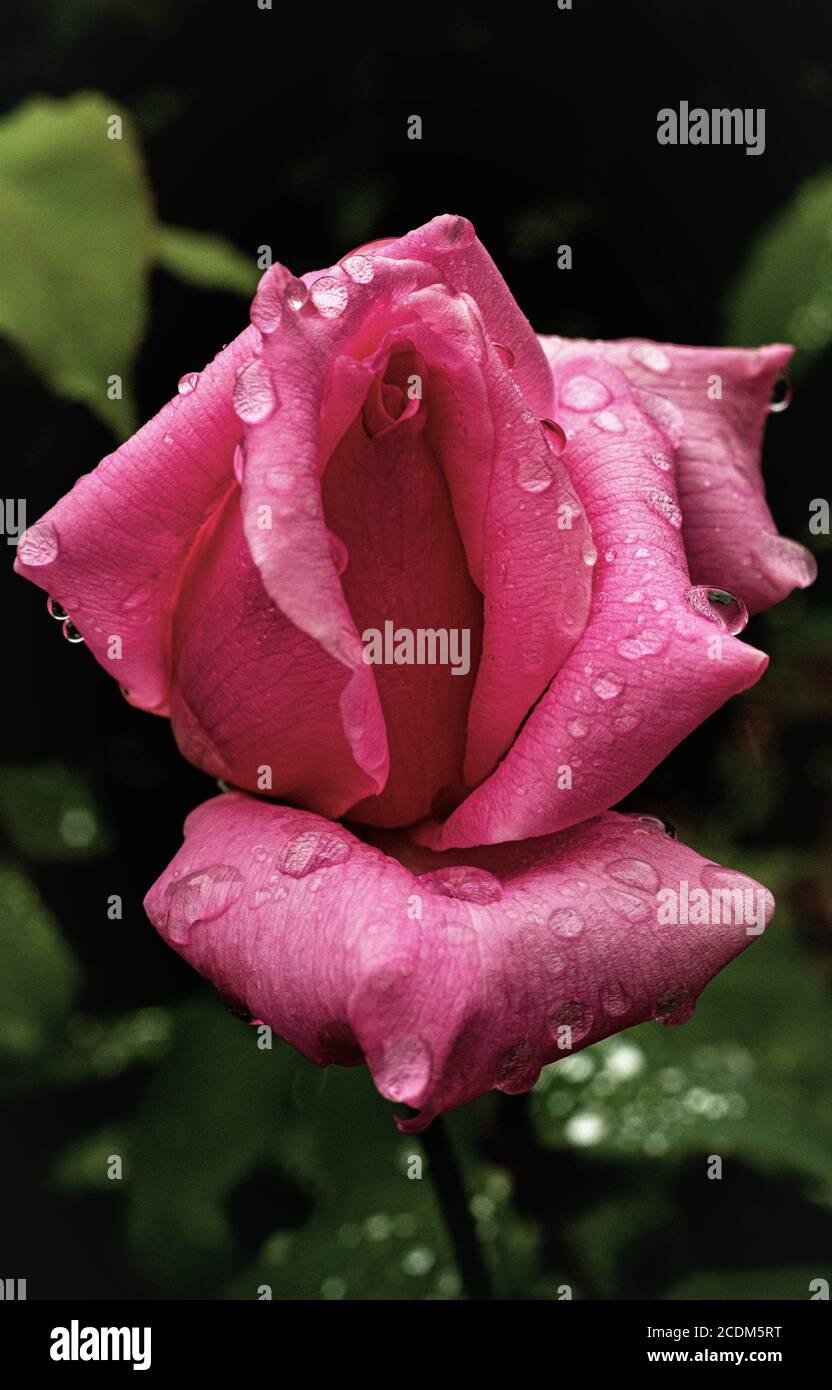 Makrofotos von Rosen Stockfoto