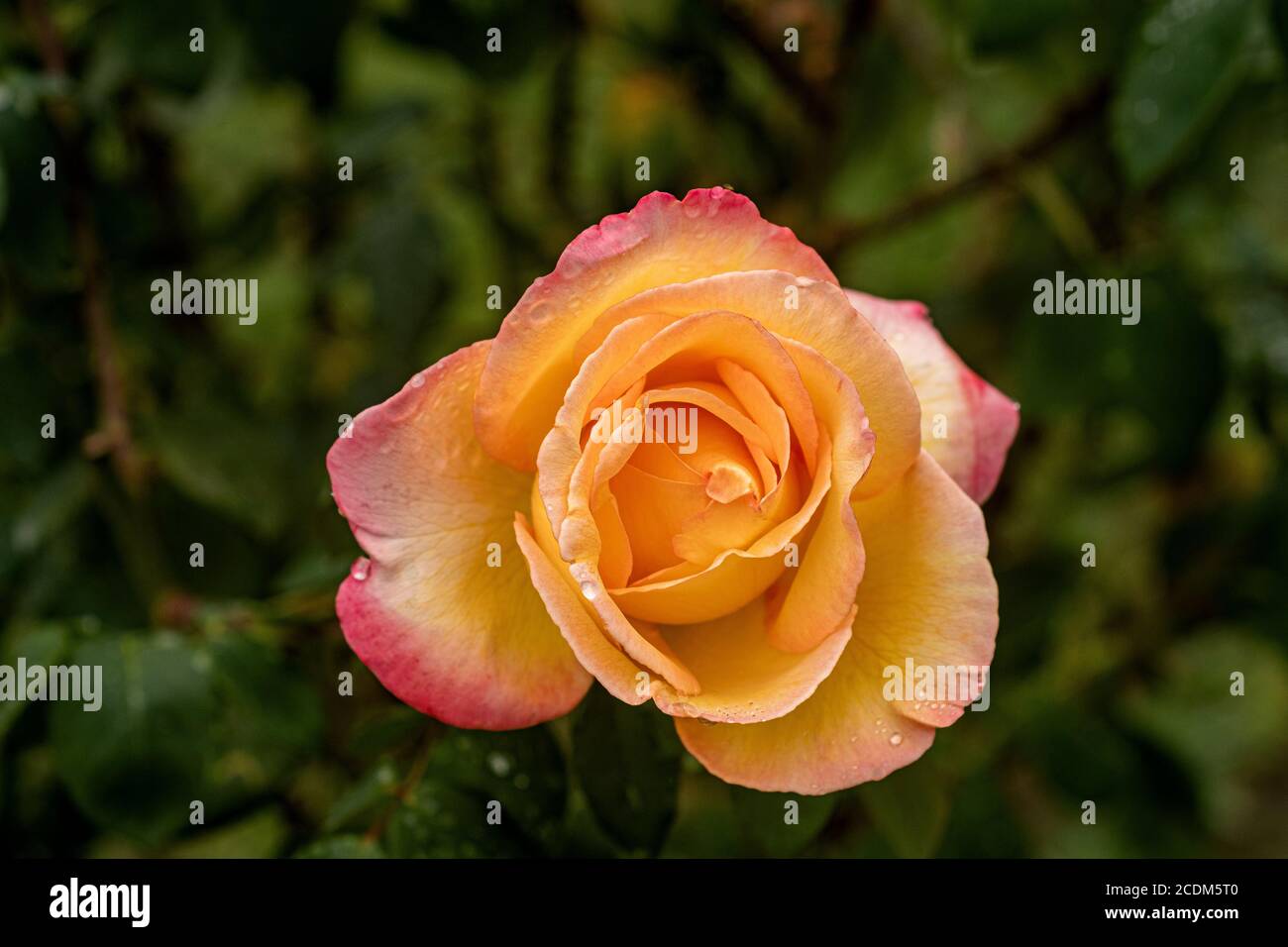 Makrofotos von Rosen Stockfoto