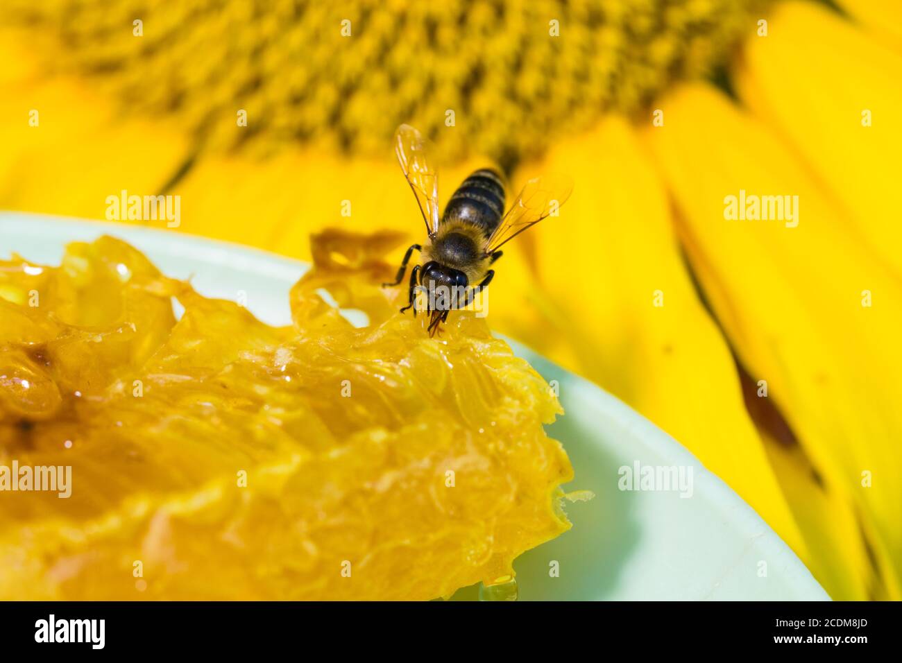 Bienen sammeln Honig und Nektar mit Rüssel. Stockfoto