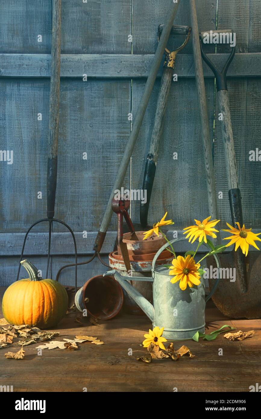 Kürbis und Blumen mit Werkzeugen im Gartenschuppen Stockfoto