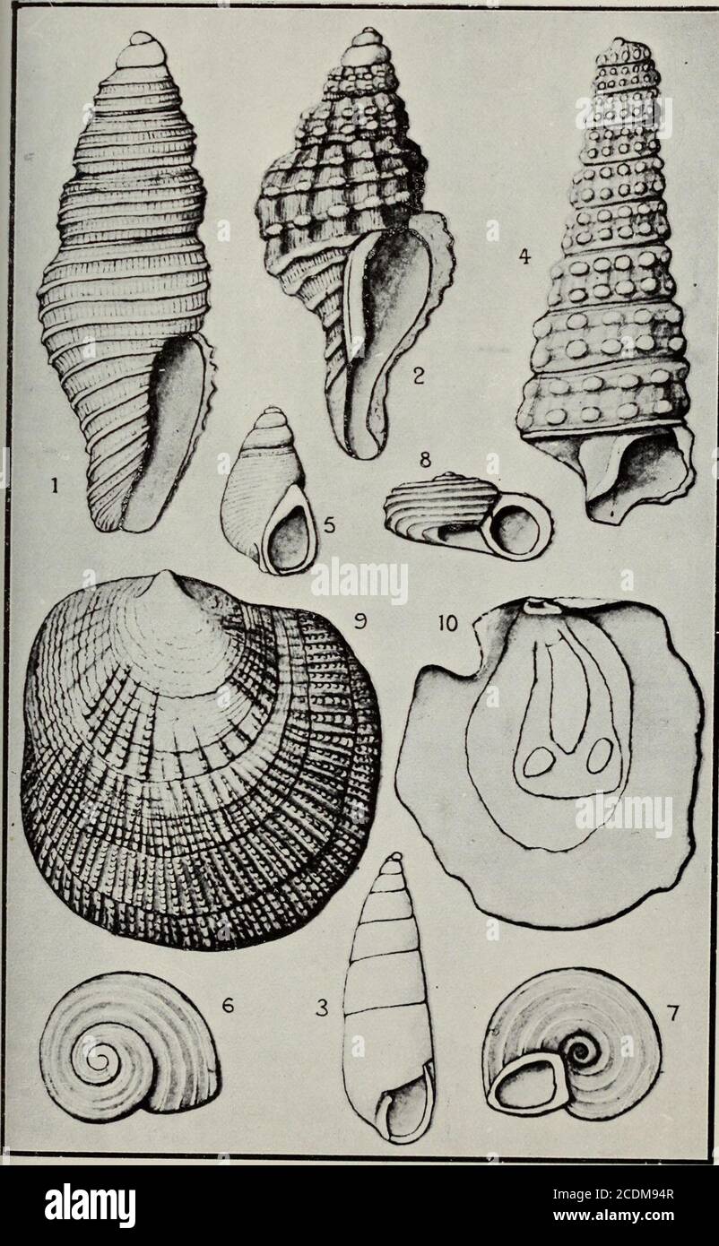 Transaktionen Der Royal Society Of New Zealand Hirudo Benham Trans N X Inst Vol Xxxix Pl Ix Neue Marine Moi I Tisr A S T T Trans N Z Inst Vol Xxxix Pl X B R 7 1 N
