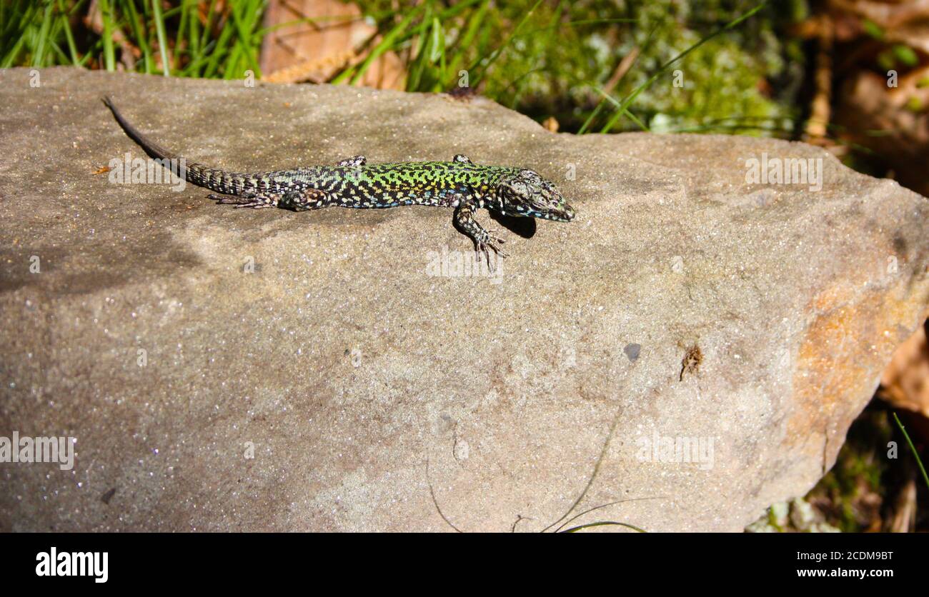 Gemeine mediterrane Eidechse auf einem Kieselstein im Stein In der Natur Stockfoto