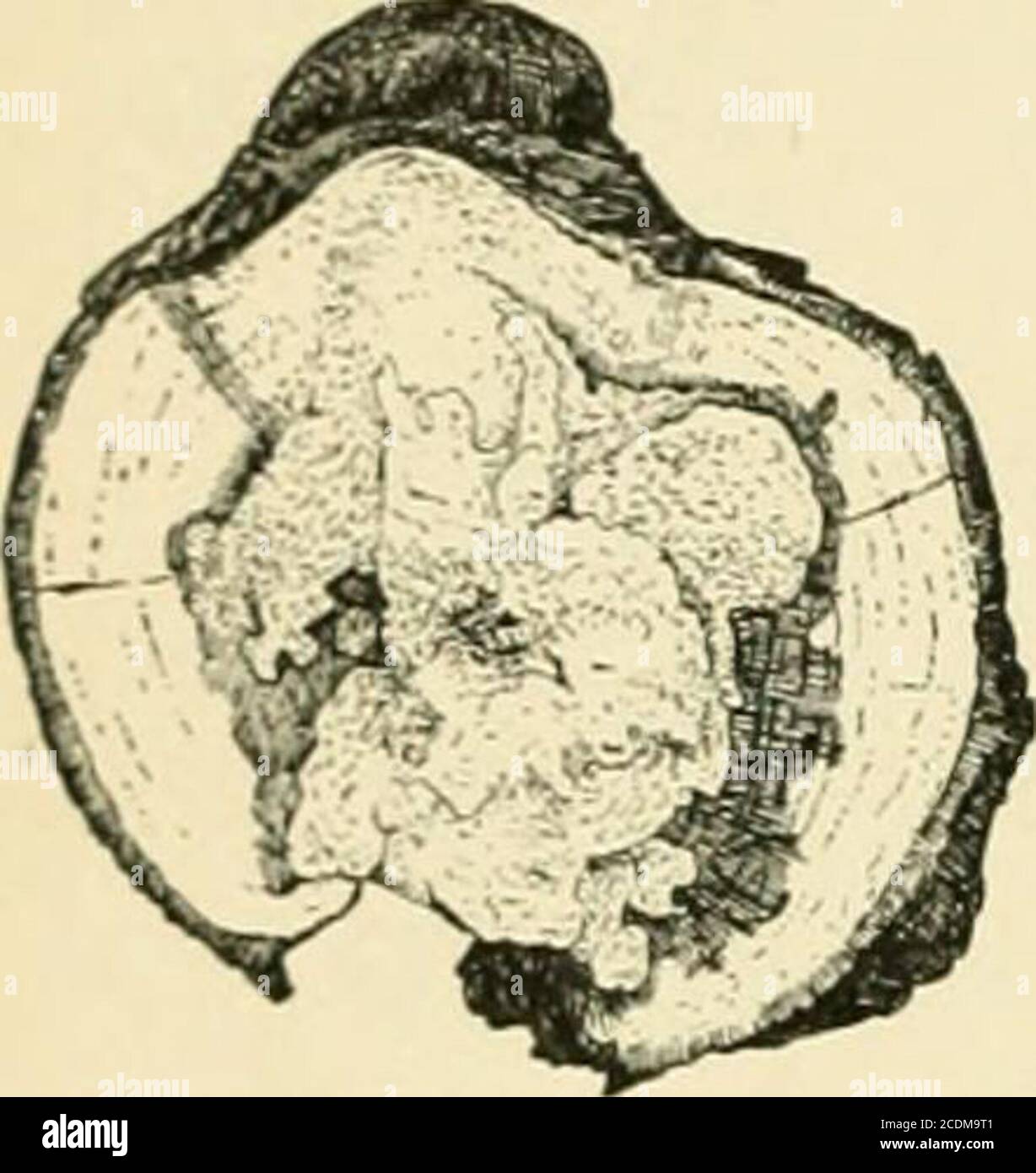 . Die Standard-Cyclopedia des Gartenbaus; eine Diskussion, für den Amateur, und der professionelle und kommerzielle Züchter, über die Arten, Eigenschaften und Methoden des Anbaus der Arten von Pflanzen in den Regionen der Vereinigten Staaten und Kanada für Ornament, für Phantasie, für Obst und Gemüse gewachsen; Mit Schlüsseln zu den natürlichen Familien und Gattungen, Beschreibungen der gartenbaulichen Fähigkeiten der Zustände und der Provinzen und der abhängigen Inseln und Skizzen der bedeutenden gartenculturists . thetree. Bäume, die mit elektrischen Drähten in Berührung kommen, werden im Verhältnis zur Stärke der verletzt Stockfoto