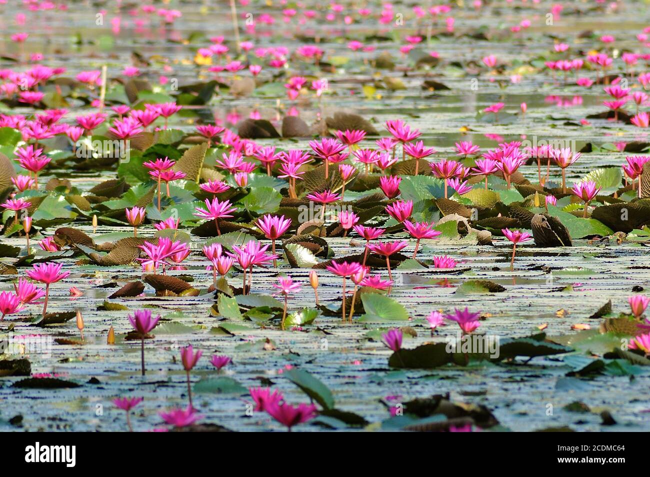 Perspektivische Ansicht mit einer geringen Schärfentiefe eines Sees mit blühenden rosa Lotusblumen, erinnert an ein Monet Aquarell. Stockfoto