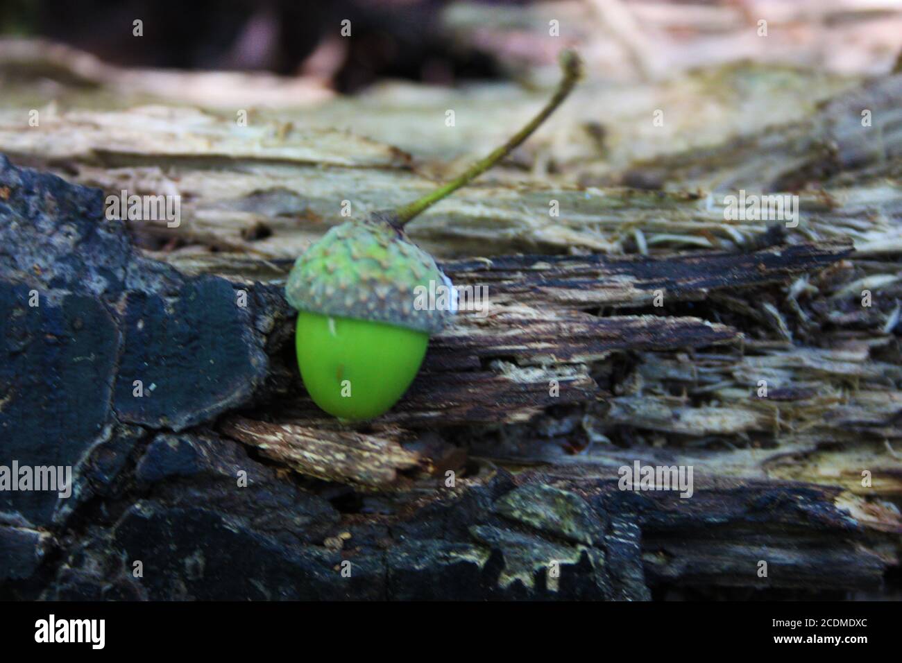 Natürliche grüne Eichel aus unreifer Walnuss an einem Stamm Stockfoto